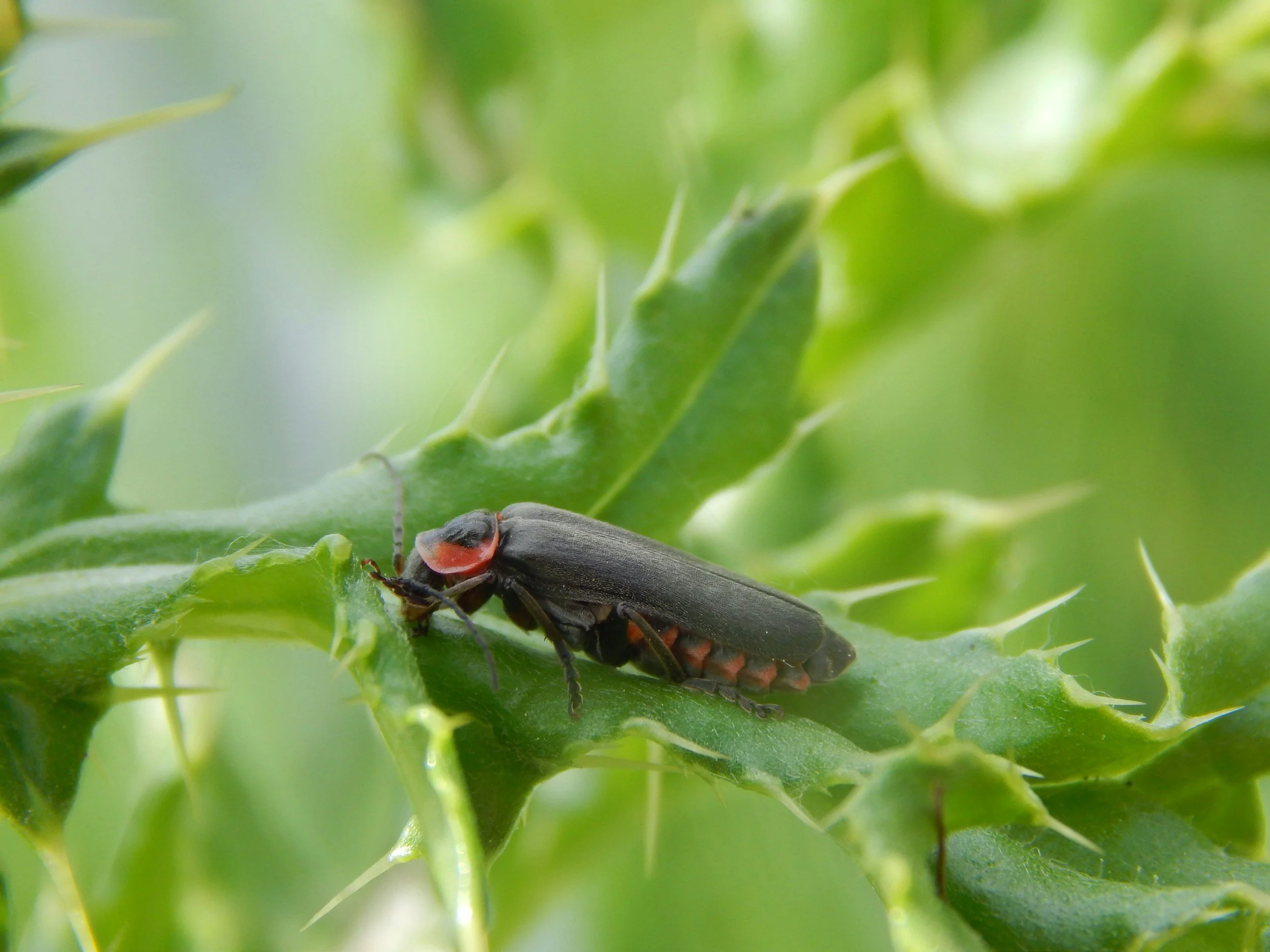 Create a native firefly habitat garden with Evergreen Eco-Scapes in Southeast Virginia.