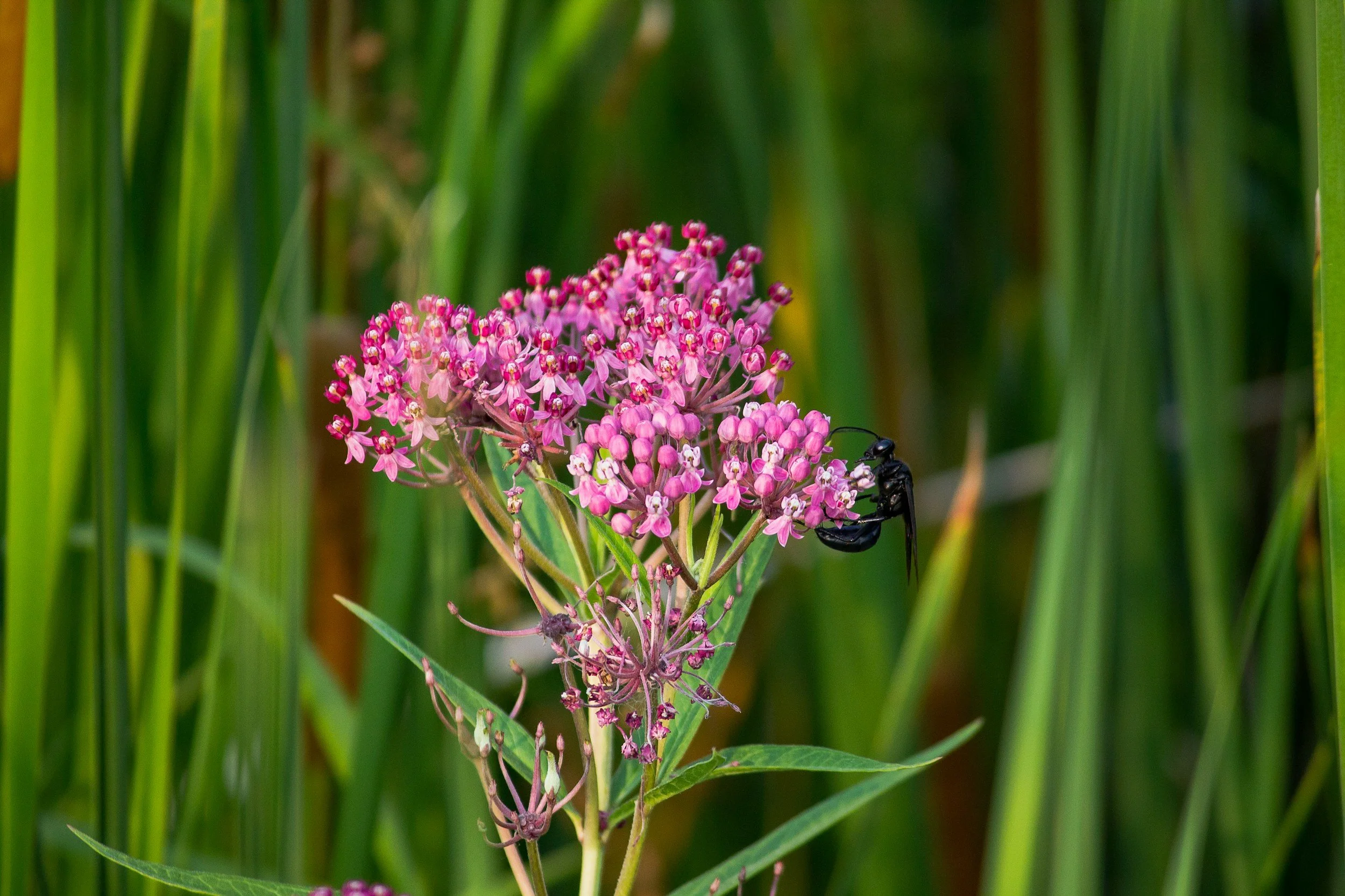 Swamp milkweed plant used in rain gardens designed and installed by Evergreen Eco-Scapes in southeast Virginia.