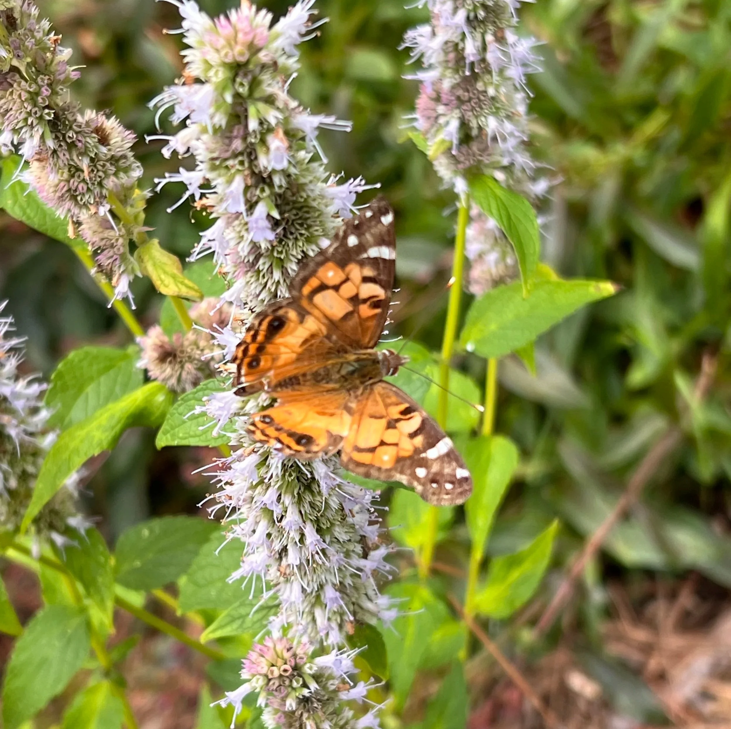 Evergreen Eco-Scapes Project; Ecological Landscaping; Close-up of purple and white flowering plant with green leaves, with a butterfly on one of the flowers.