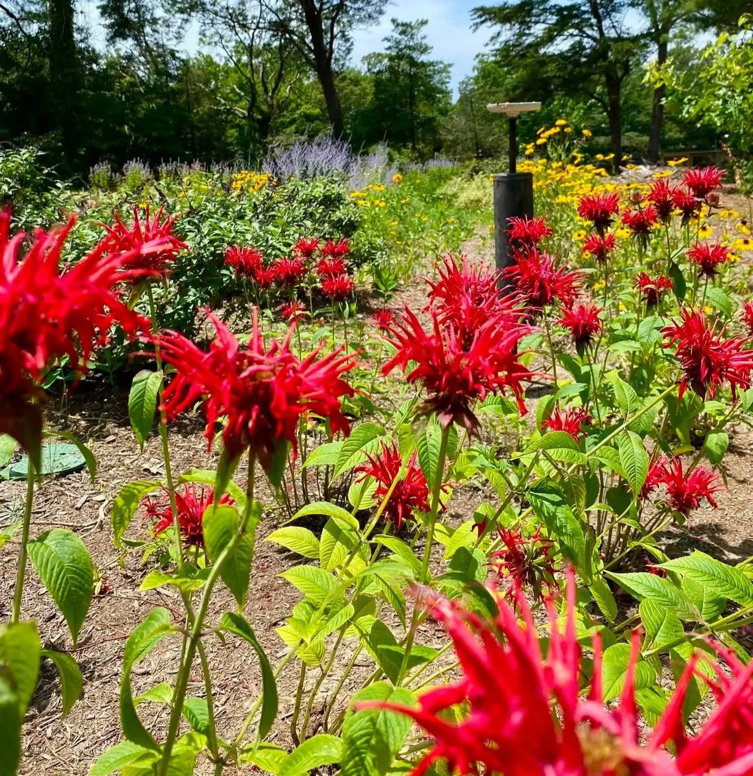 A garden filled with colorful flowers, including red, yellow, and purple blooms, with green trees in the background and a clear blue sky.