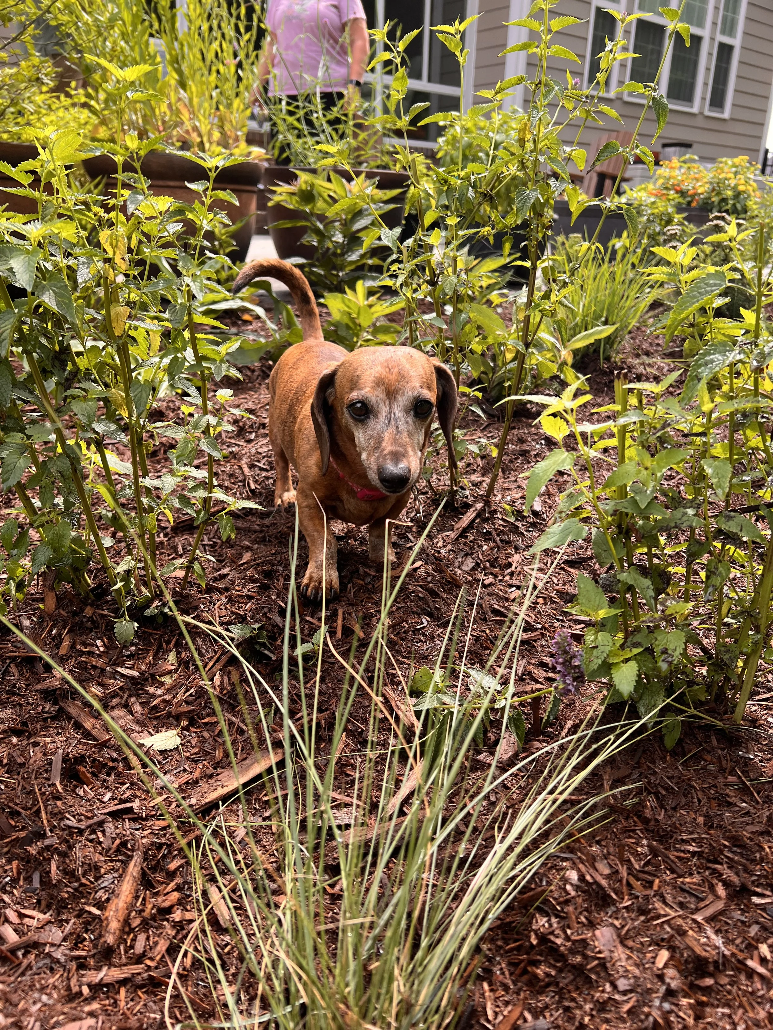 A small brown dog with a pink collar in a native pollinator garden designed and installed by Evergreen Eco-Scapes in Chesapeake, VA.