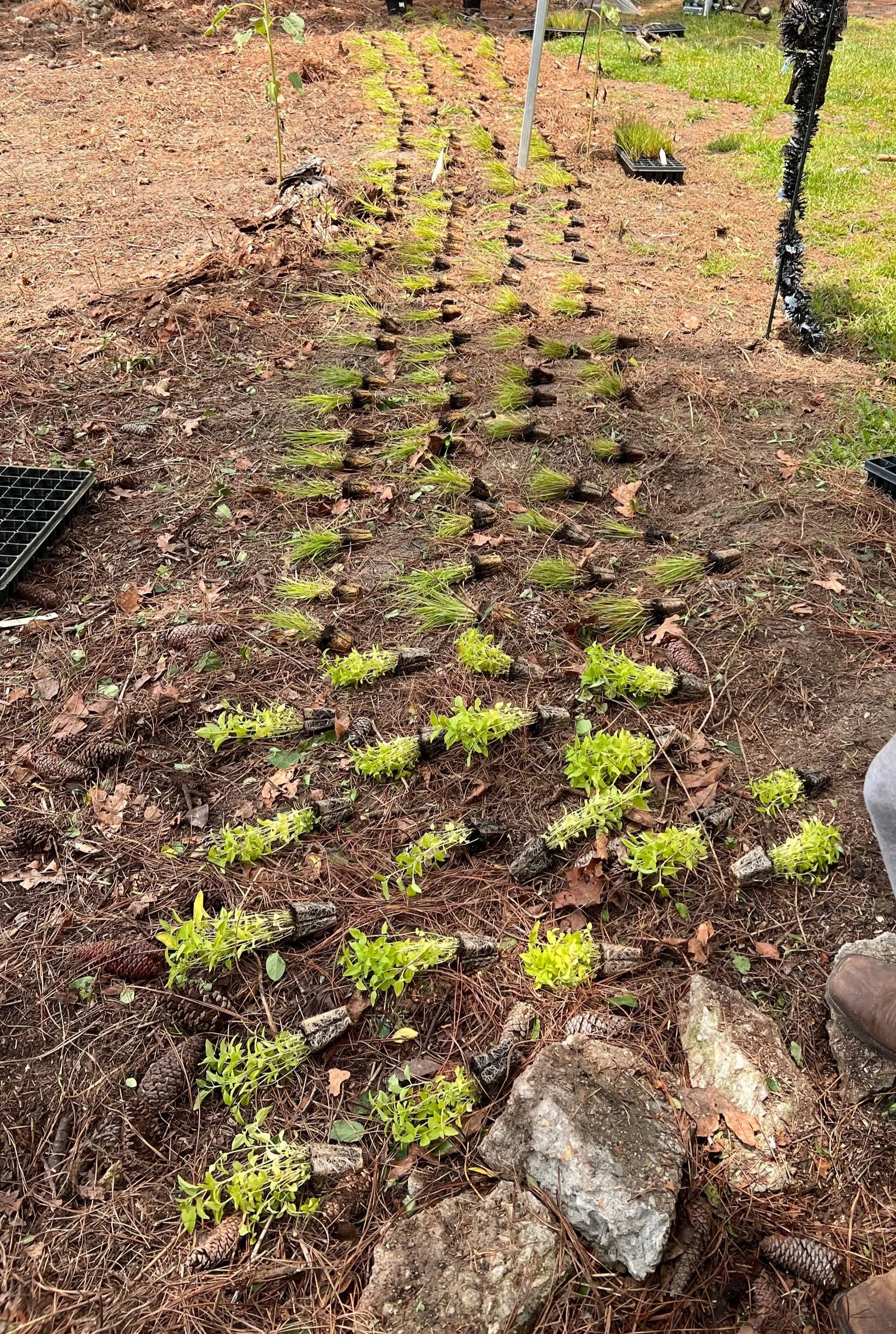 Young green plants with long leaves are lined up on bare soil in a garden bed, surrounded by pine needles, small rocks, and scattered leaves.