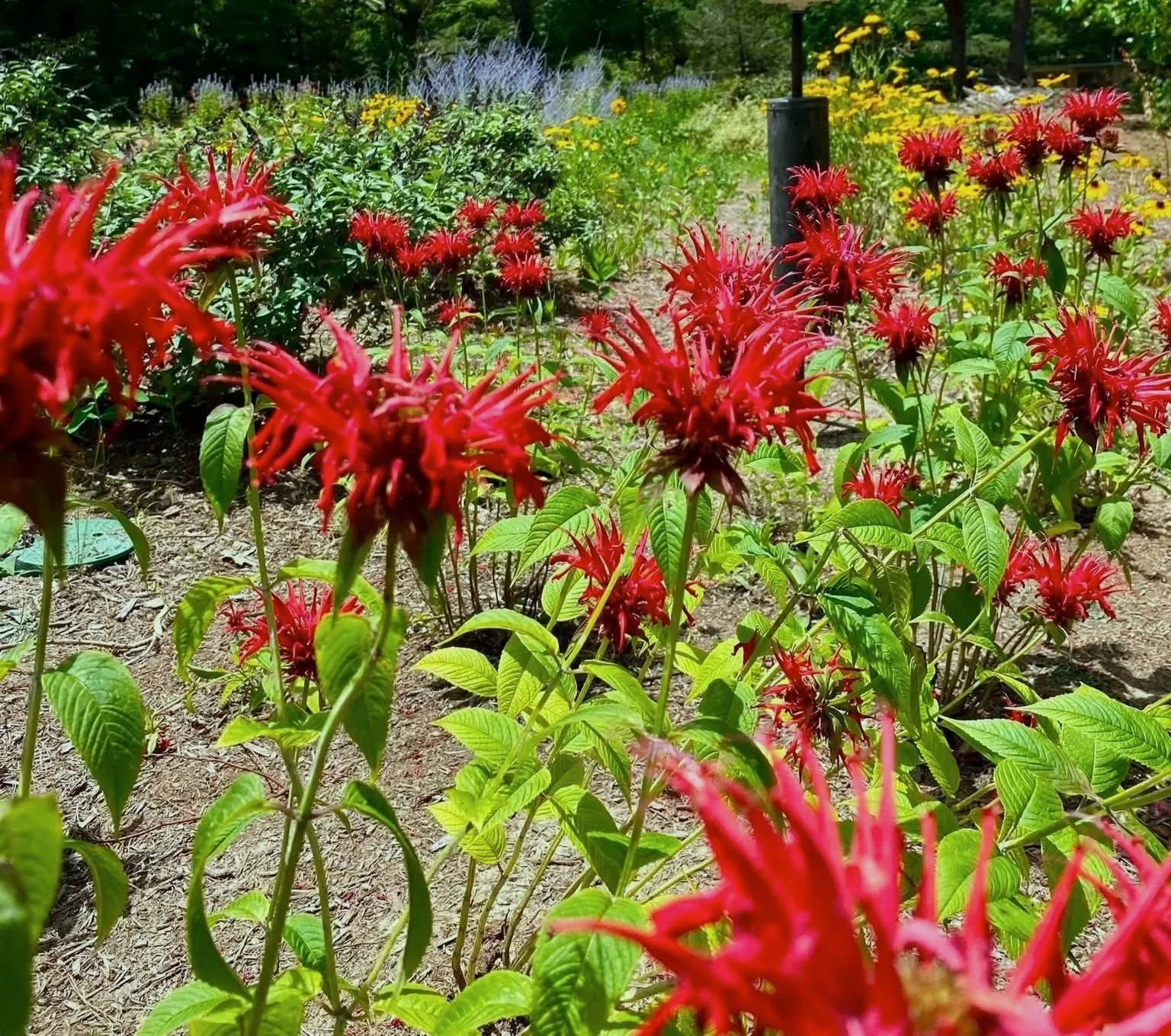 Native habitat garden designed and installed by Evergreen Eco-Scapes in Southeast Virginia.