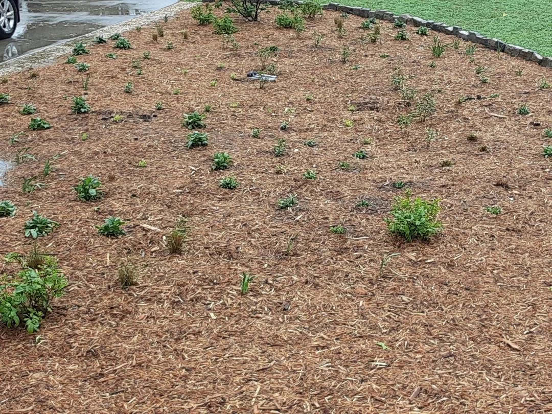 A rain garden with small plants and mulch, bordered by a stone edge designed and installed by Evergreen Eco-Scapes in Chesapeake, VA.