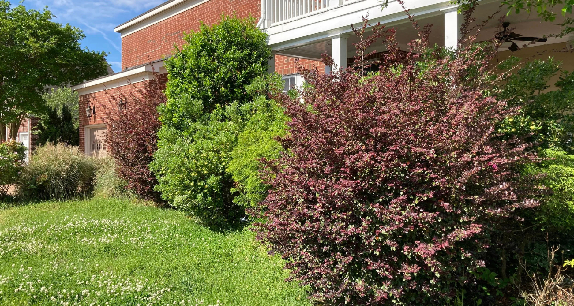 A house with a brick exterior, white porch railing, and black lantern lights, surrounded by lush green and reddish-purple shrubs and a well-manicured lawn with small white flowers.