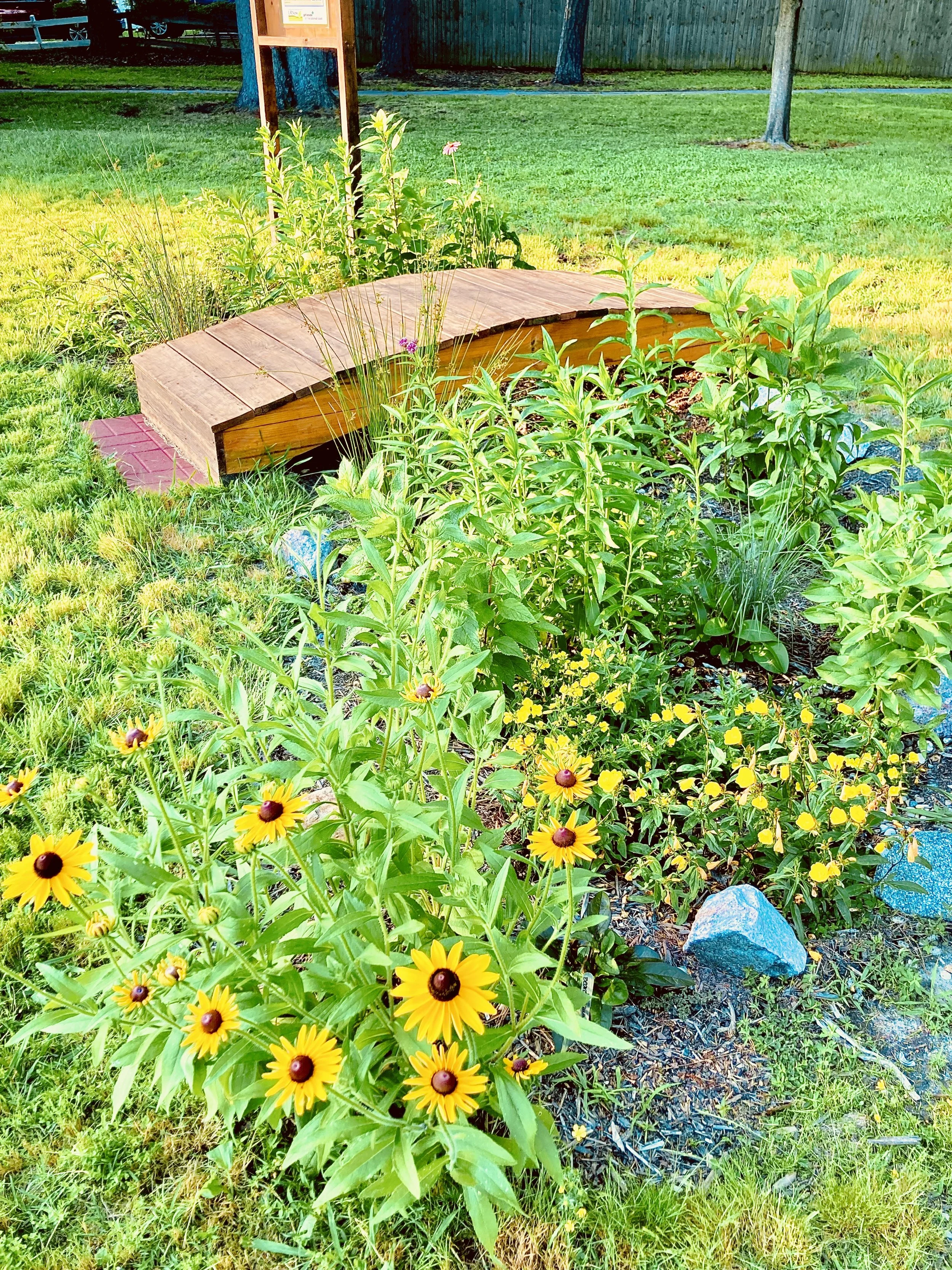 A garden with colorful flowers, including yellow flowers with dark centers in the foreground, surrounded by green plants and grass, with a wooden bench and trees in the background.