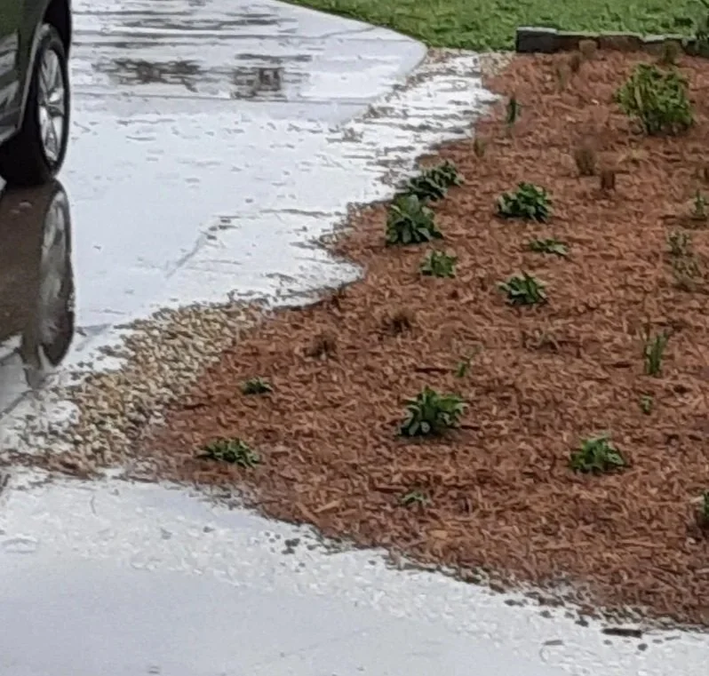 Rain water pooling against rain garden shortly before being absorbed into the rain garden designed and installed by Evergreen Eco-Scapes in Chesapeake, VA.