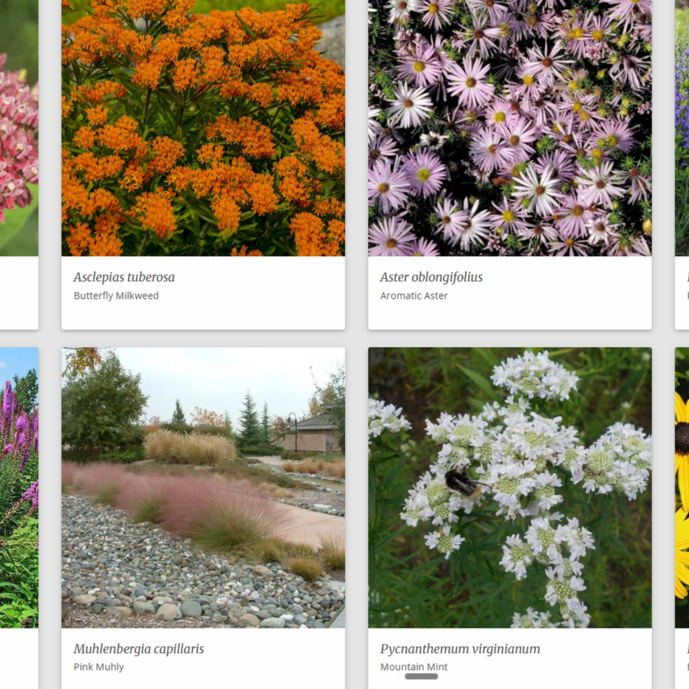 Yellow-orange butterfly milkweed flowers, purple aromatic aster flowers, pink muhly grass, and white mountain mint flowers with a bee.