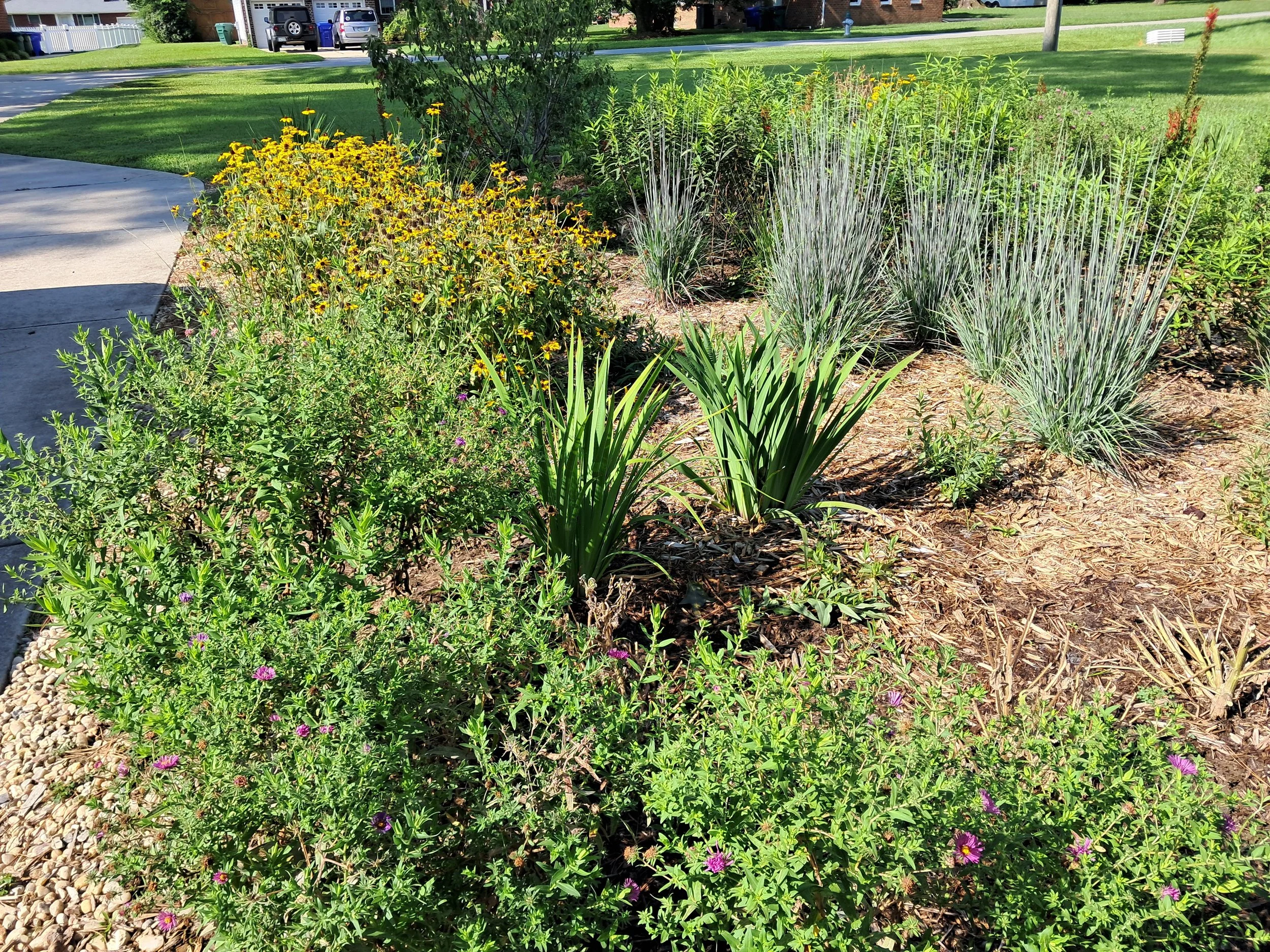 Beautiful, established rain garden plants.