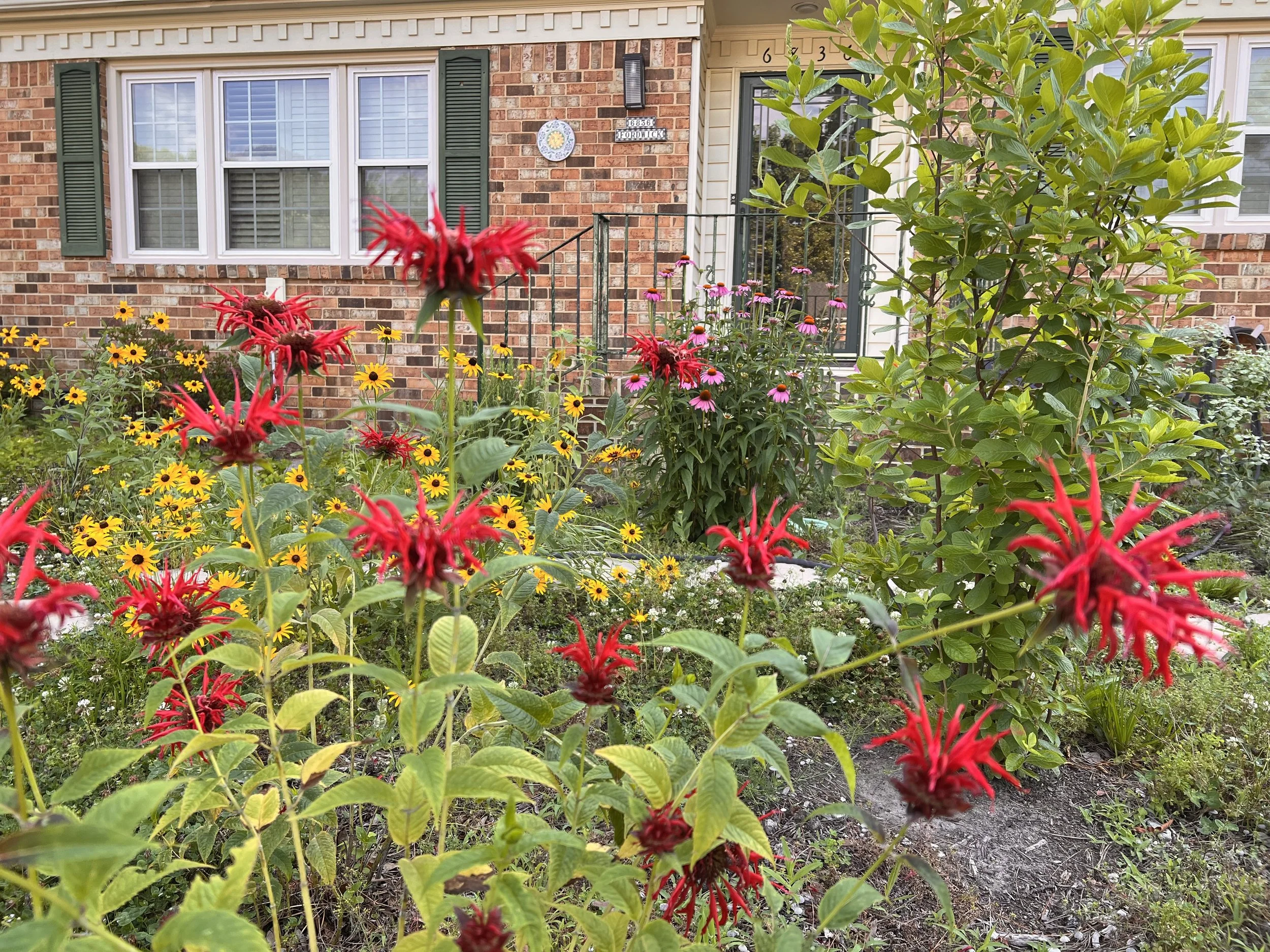 Front yard garden with colorful flowers, including red beeb loses and yellow daisies, in front of a brick house with a large window and green shutters.