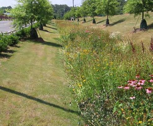 A grassy area with a dirt path on the left, lined with trees and wildflowers on the right, under a clear sky.