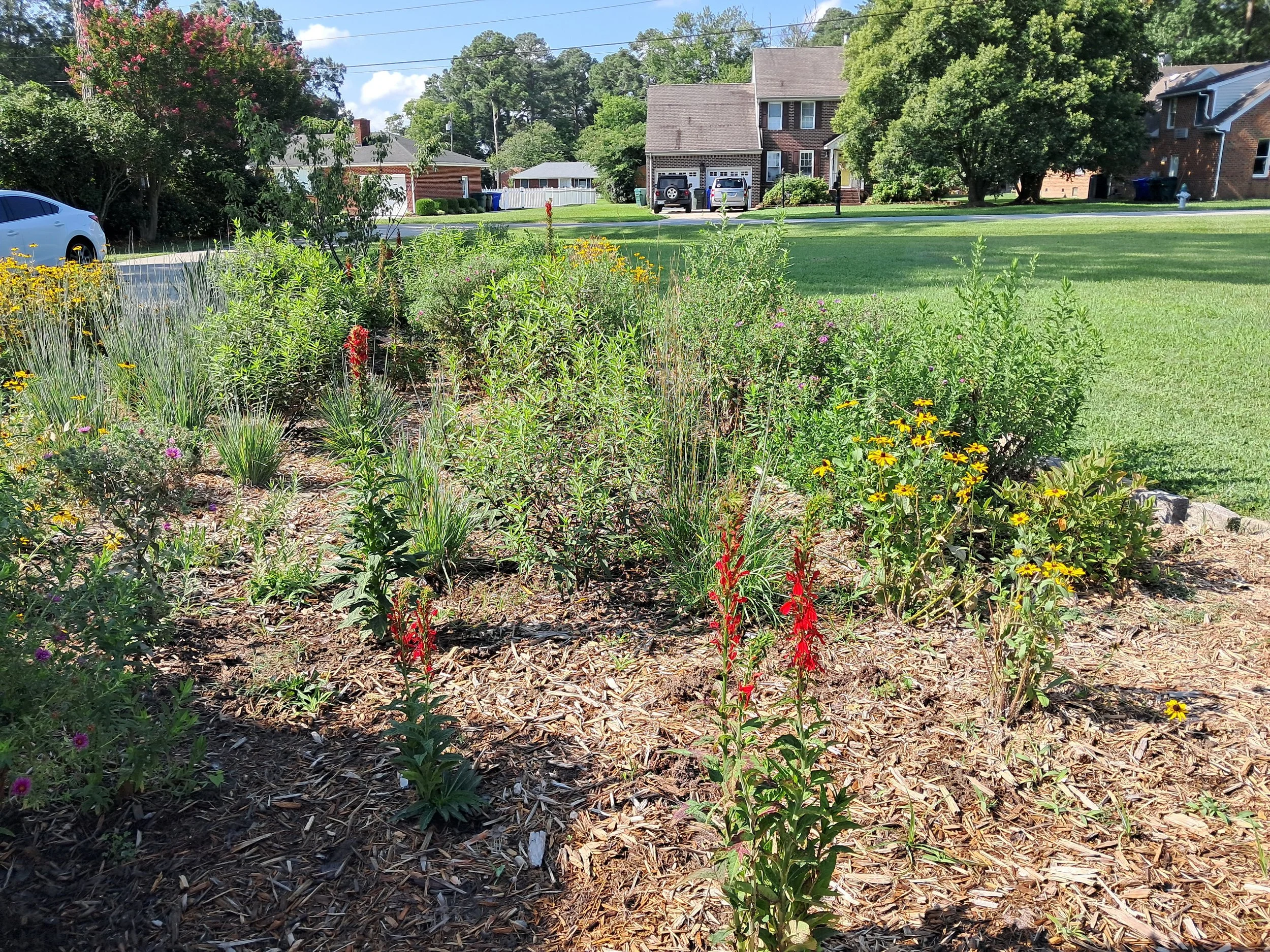 Rain garden designed and installed by Evergreen Eco-Scapes in Chesapeake, VA.