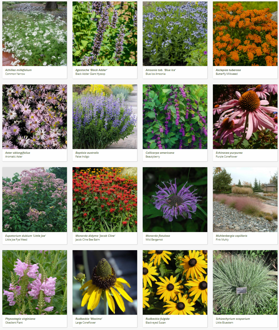 Custom Plant List Curated by Evergreen Eco-Scapes near Cheapeake, VA.