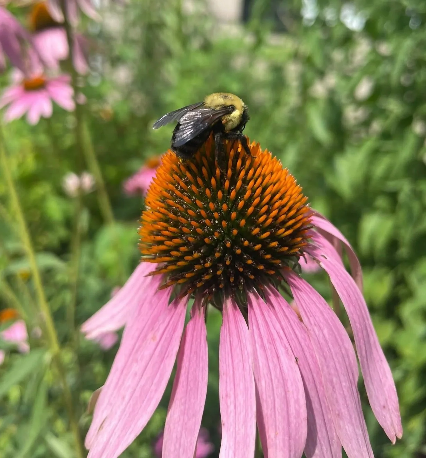 Evergreen Eco-Scapes Project; Ecological Landscaping; A bee sitting on the orange central cone of a pink coneflower flower, with blurred green foliage in the background.