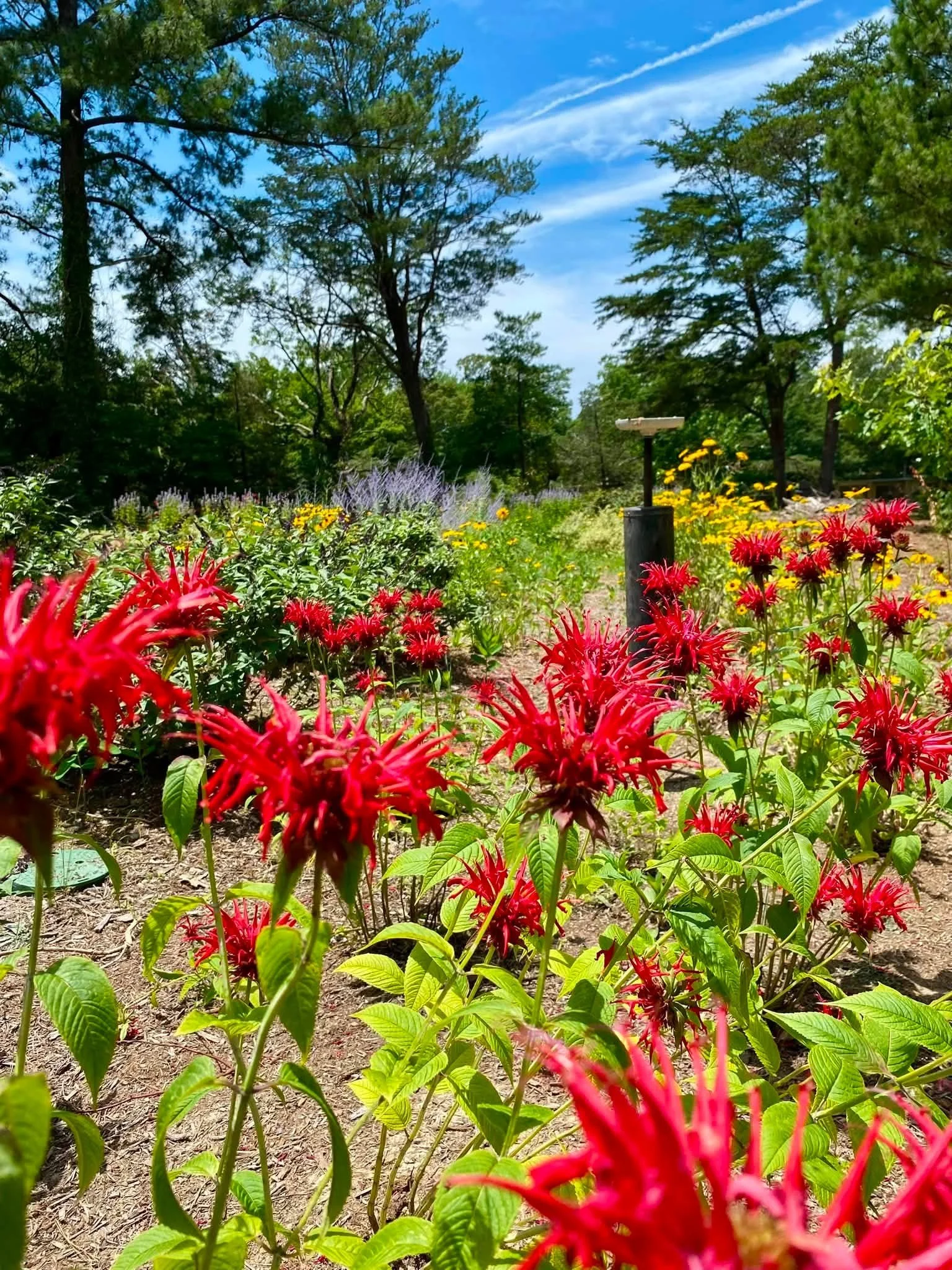 Beauty flower garden with colorful flowers in bloom and trees in the background under a partly cloudy blue sky.