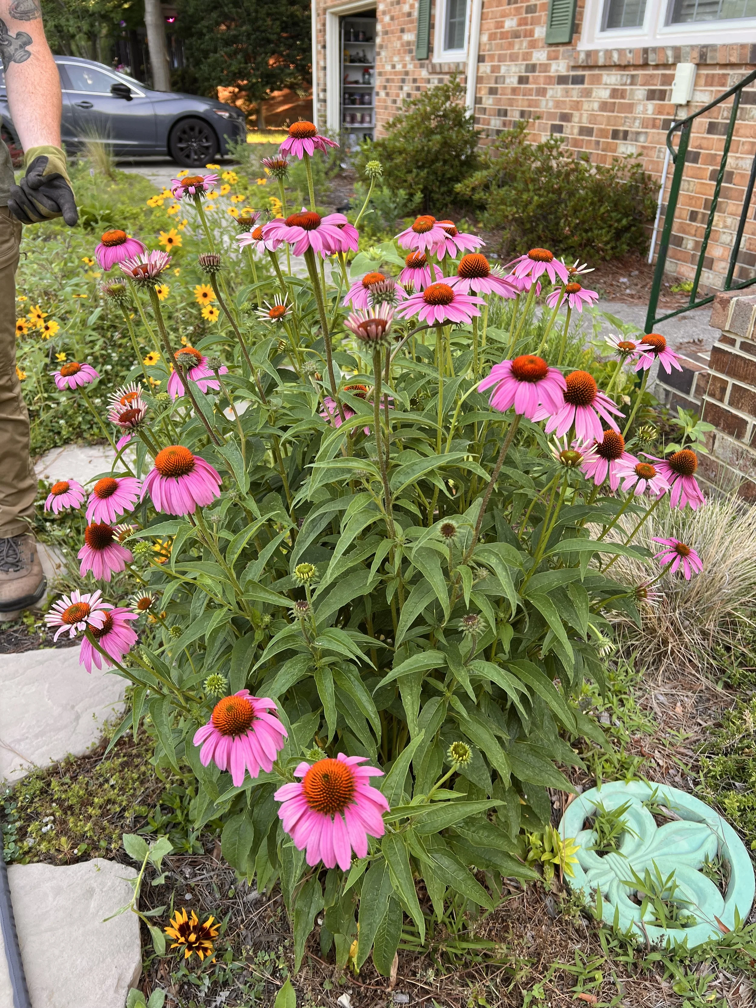 Pink coneflowers with orange centers in a garden with green foliage, small yellow flowers, and a decorative turquoise garden ornament near a brick house.