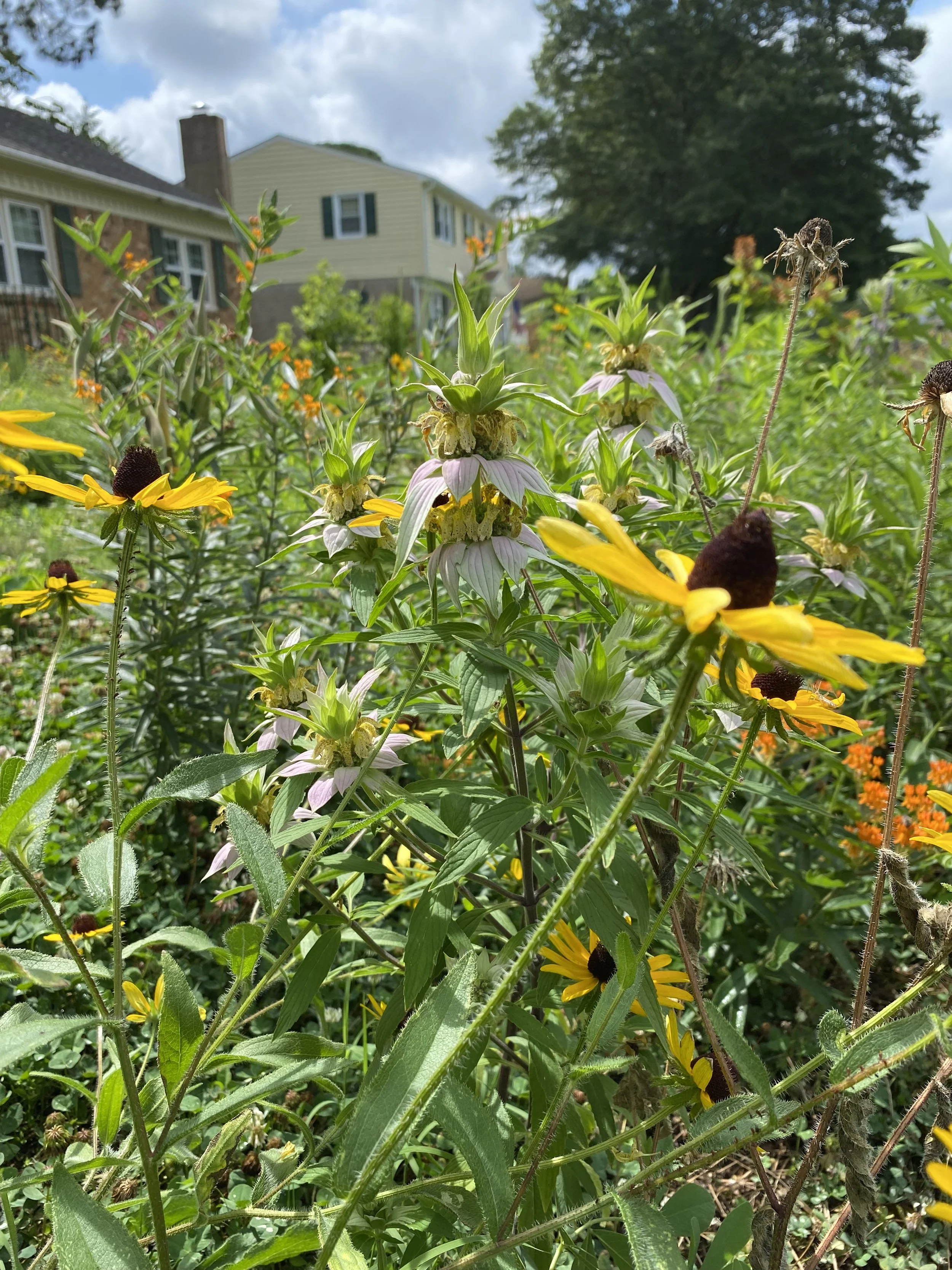 Close-up of a garden with tall yellow and purple flowers, green foliage, and a house with beige siding in the background.