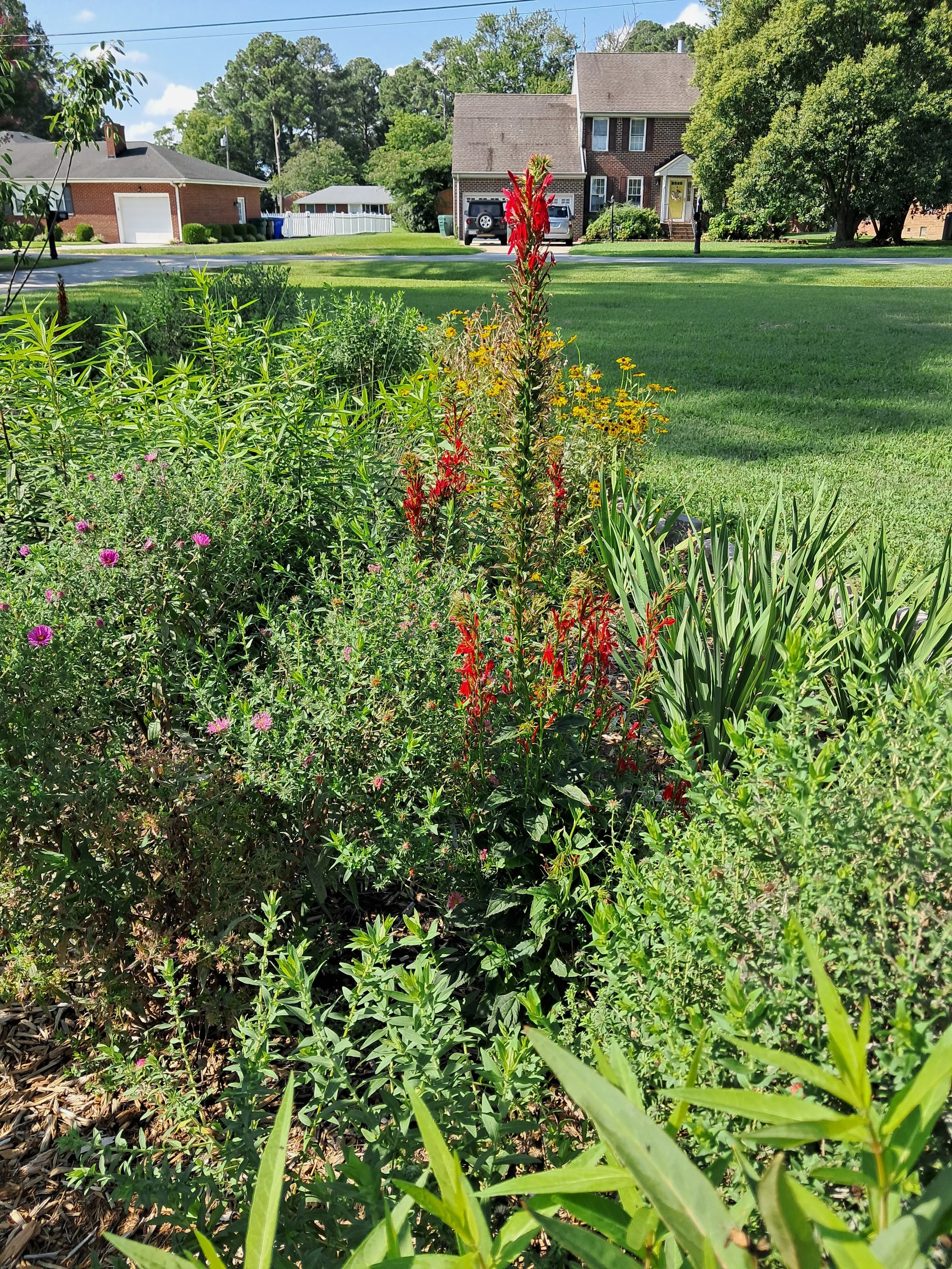 Beautiful, established rain garden plants.