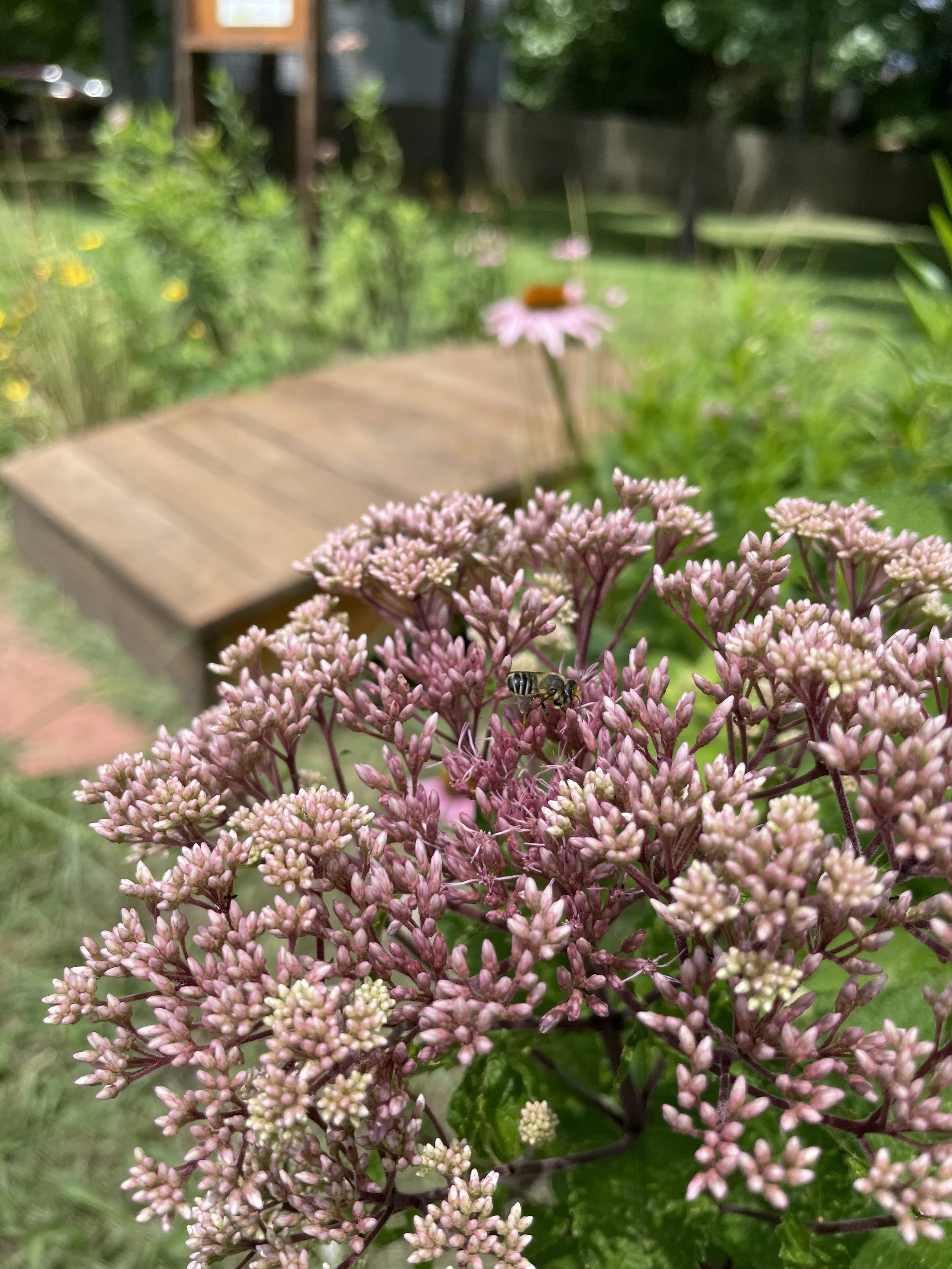 Native flowers in a rain garden designed and installed by Evergreen Eco-Scapes near Norfolk, Virginia.
