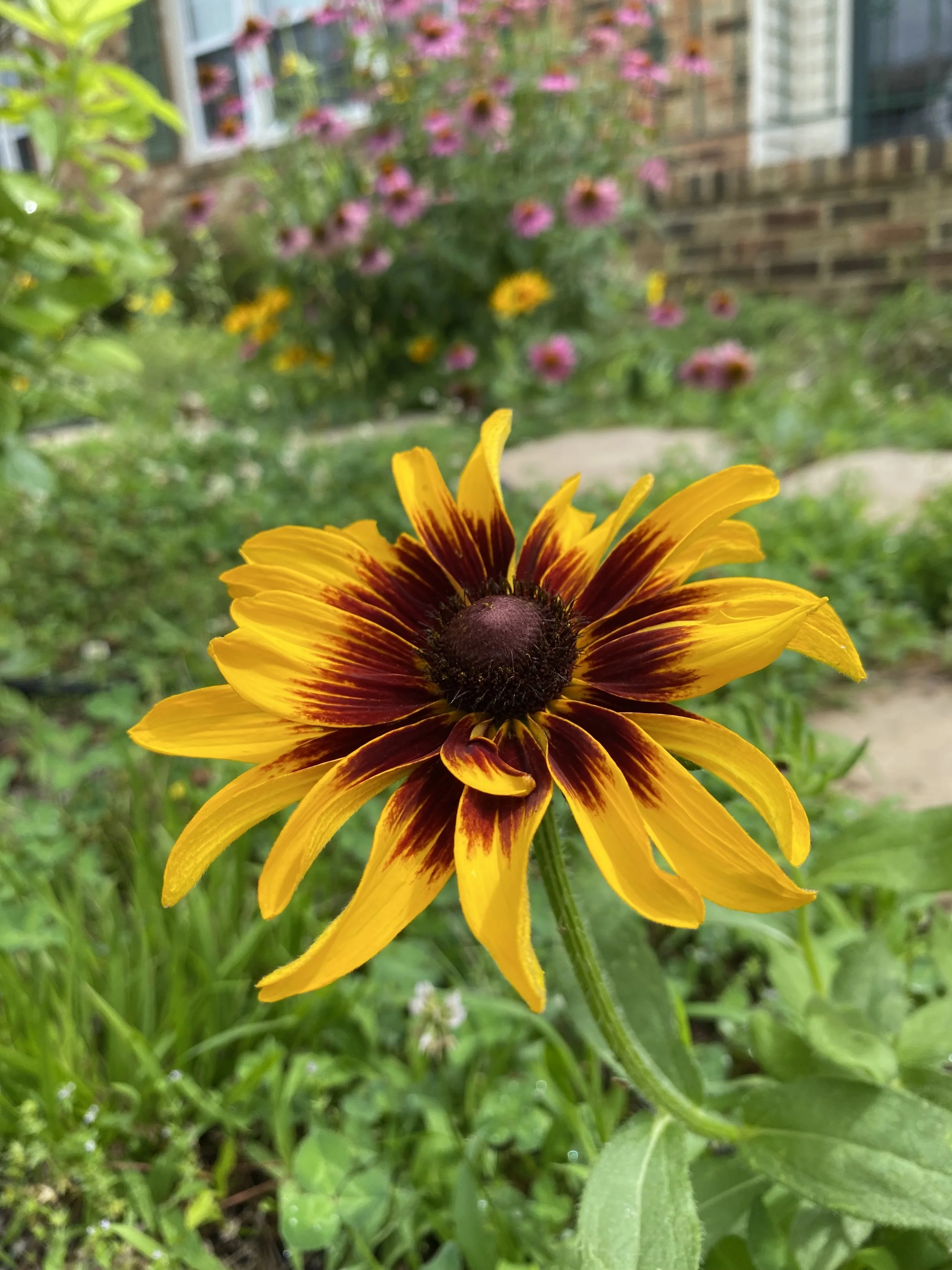 Close-up of a yellow and red flower with a dark center, surrounded by green leaves, in a garden with a blurred background of pink flowers and a brick house.