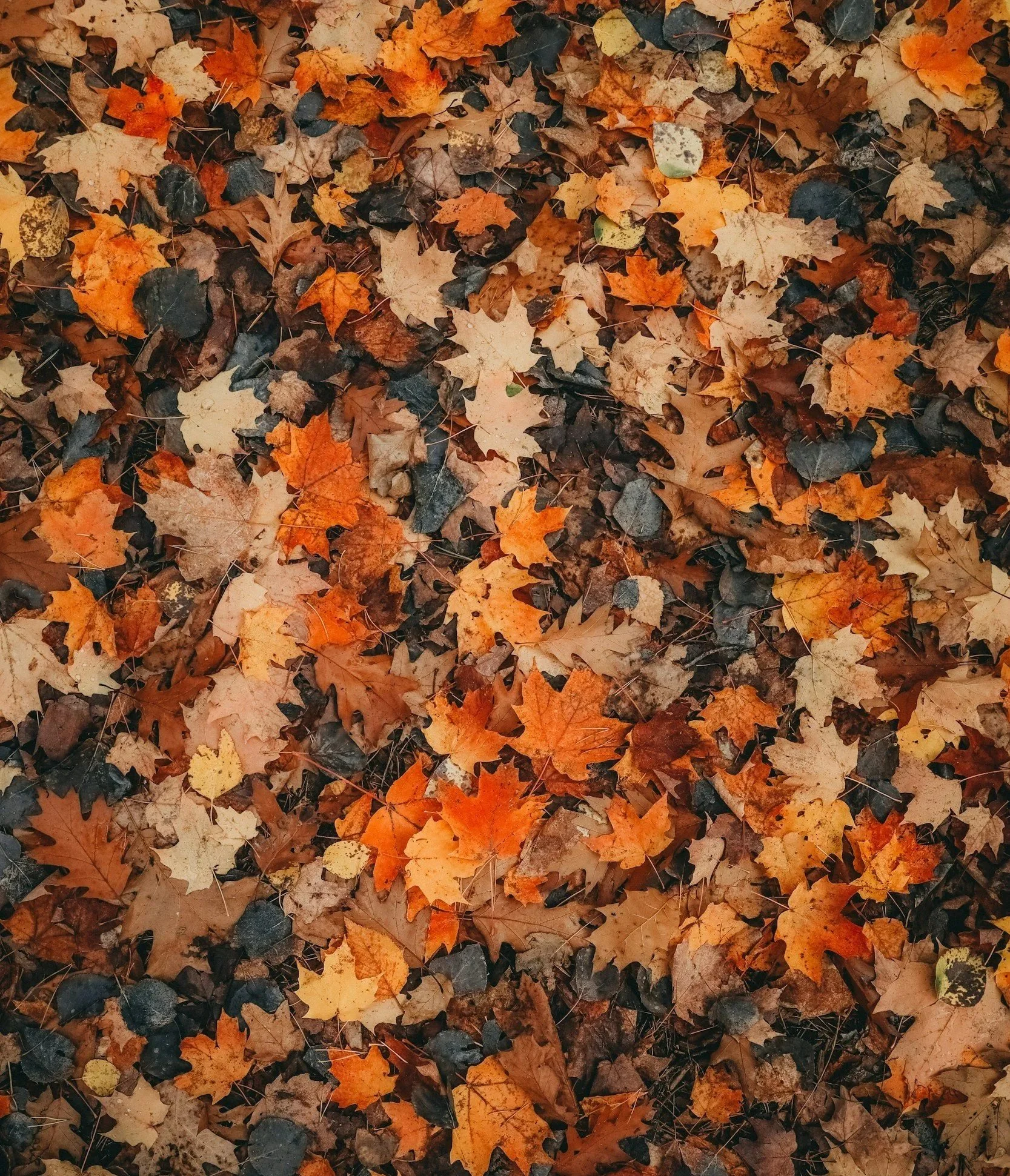 Leave the Leaves: Eco-Friendly Guide to Fall Cleanup in Chesapeake, VA.