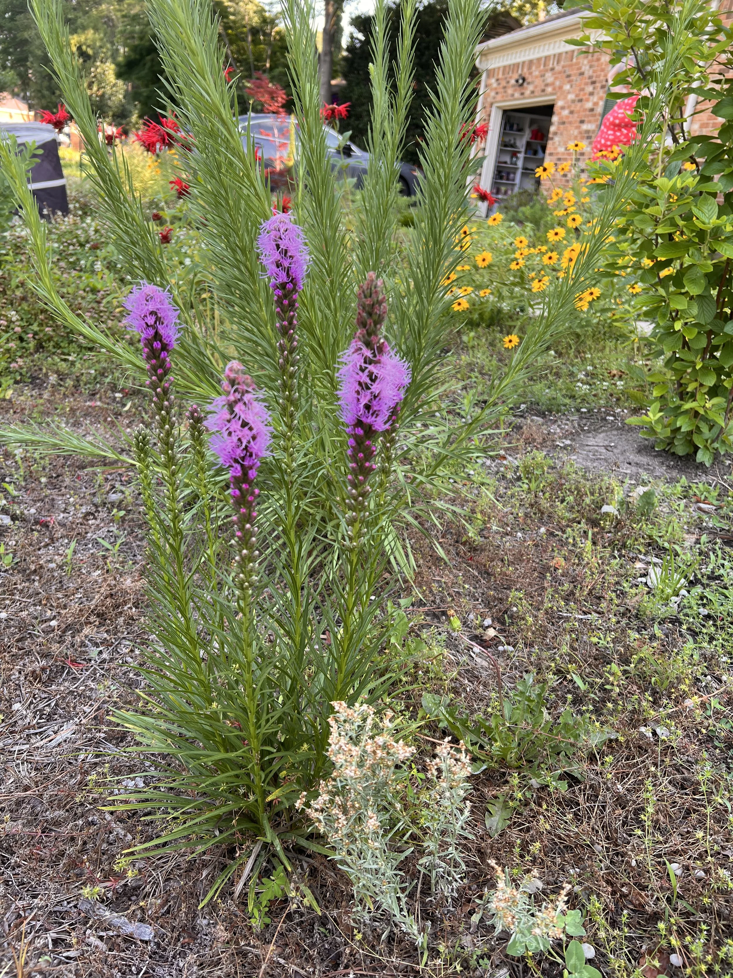Close-up of tall, pink and purple liatris flowers with green, needle-like leaves. In the background, red and yellow flowers and a brick house with an open garage on a sunny day.