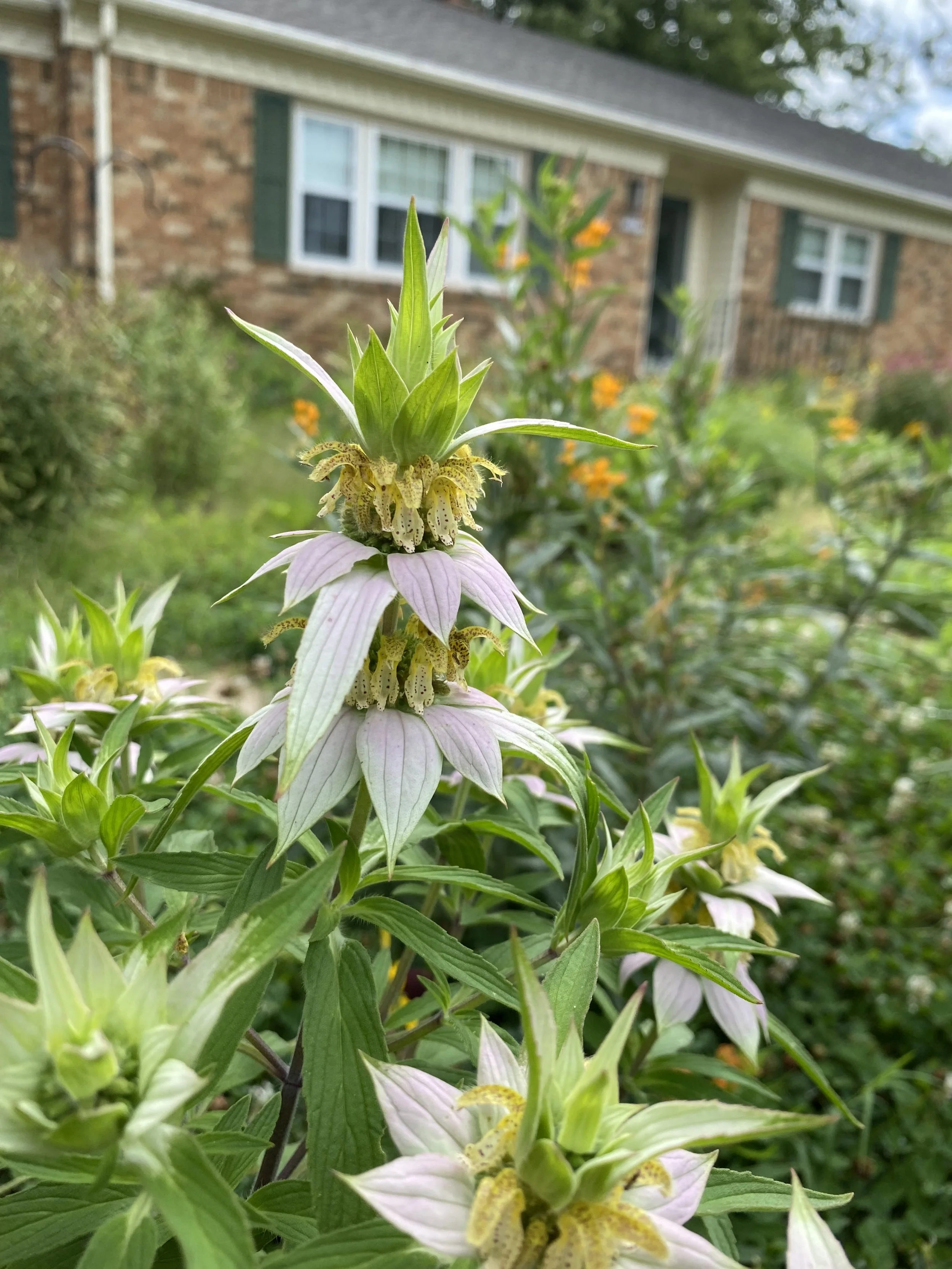 Close-up of a tall flower with light pink petals, green leaves, and small yellowish-green flower parts at the center, in a garden with other plants and a brick house in the background.