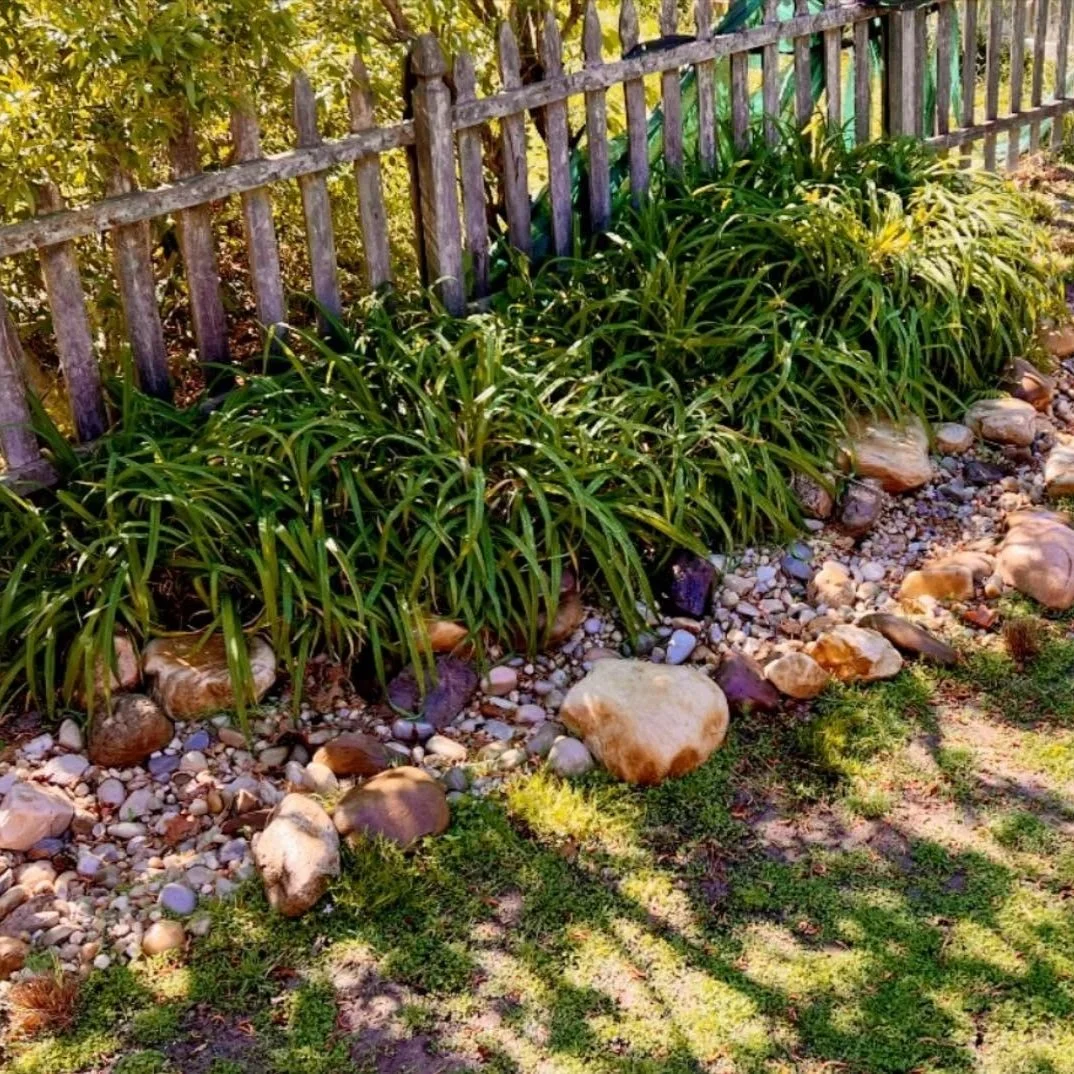 A garden bed with green leafy plants along a wooden fence. The edge of the garden is lined with small rocks and larger stones, with some grass and a shadow cast on the ground.