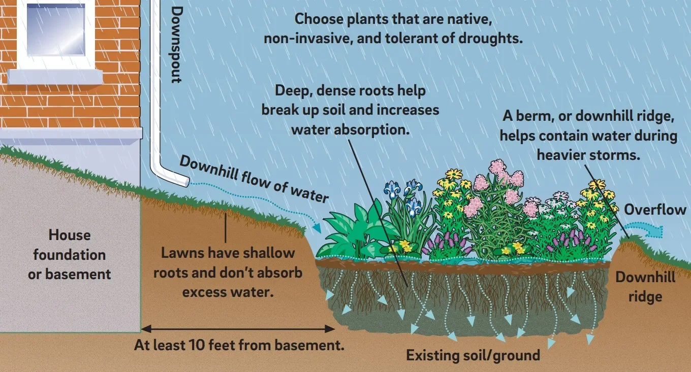 Diagram showing how to choose drought-tolerant plants for a garden. It depicts water runoff from a house with a basement, explaining deep roots, berms, and downhill ridges to contain water and prevent overflow, with annotations on soil, water flow, and plant placement.