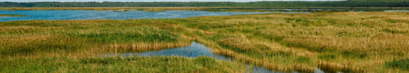 A landscape of wetlands with patches of green grass, a small winding creek, and an expansive body of water in the distance under a clear sky.