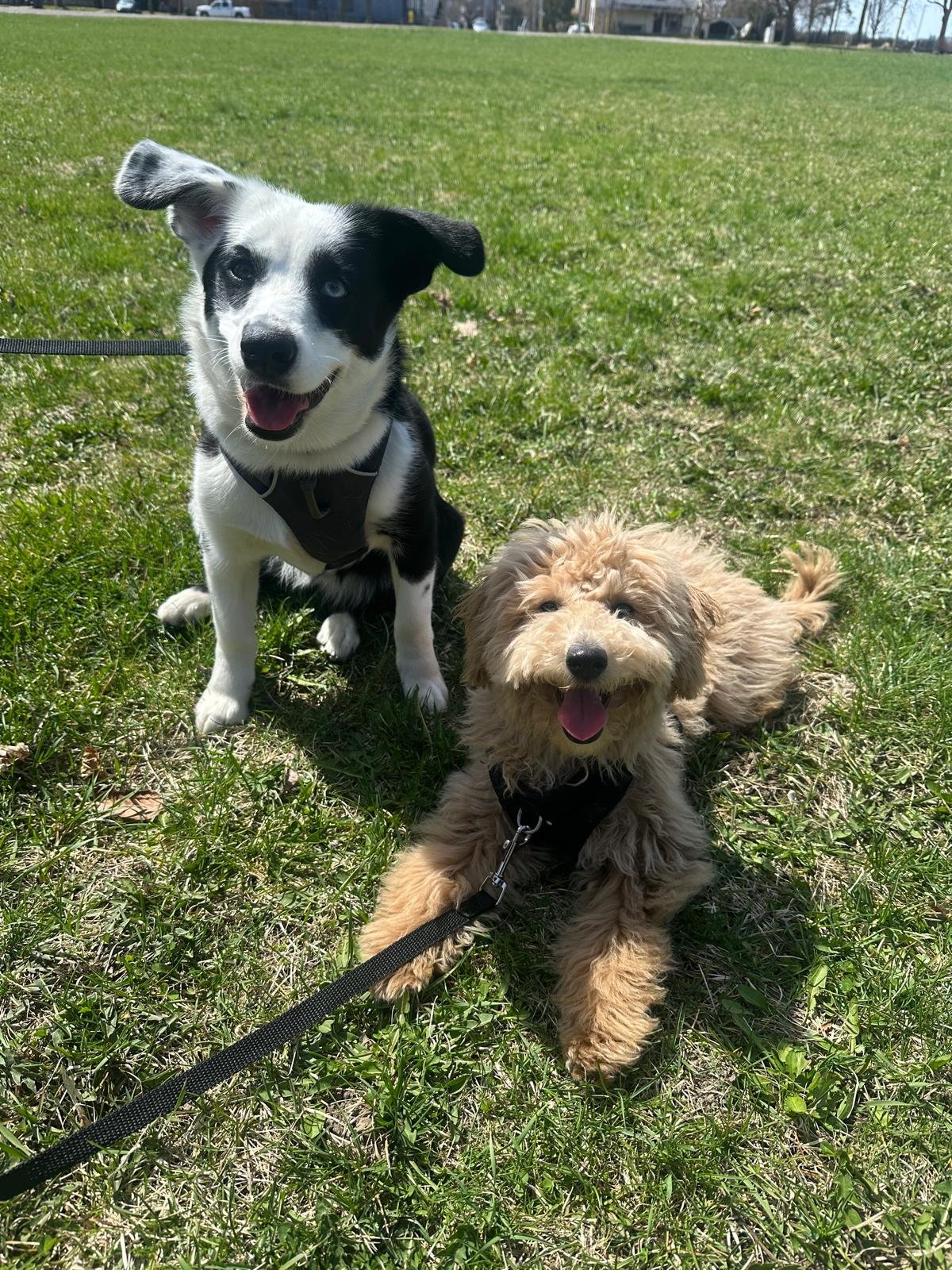 New Puppy Basics: Your First 30 Days Done Right