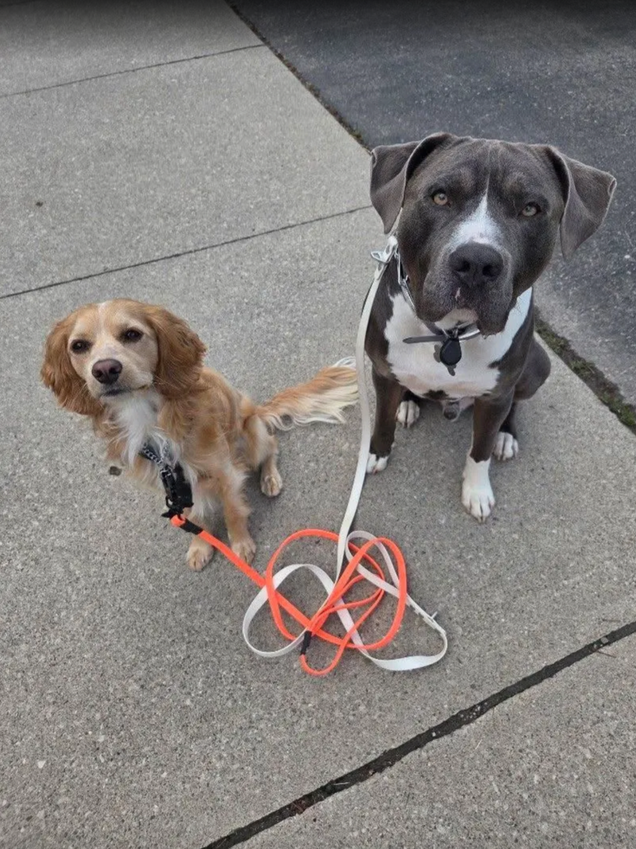 How to Get Your Dog to Come When Called: A Guelph Trainer's Guide to Recall