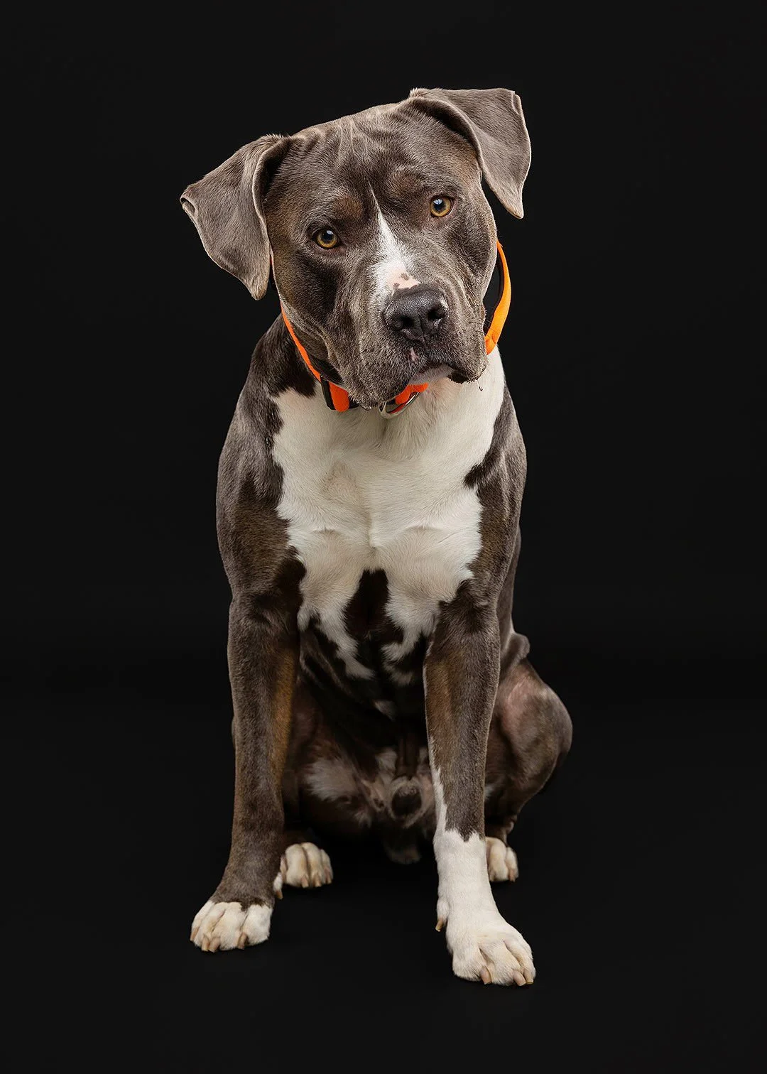 A sitting dog with a gray and white coat and amber eyes against a black background, wearing an orange collar.