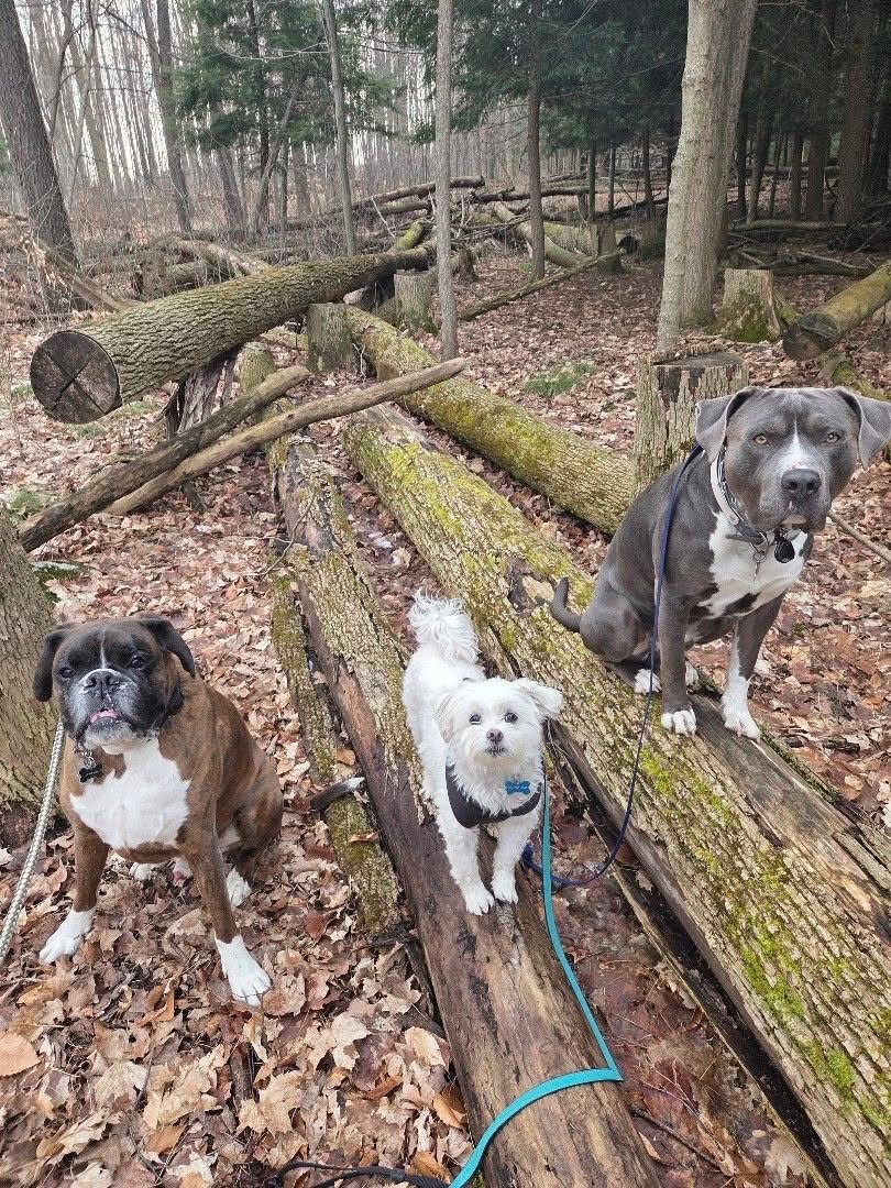 Three dogs standing on fallen tree logs in a leaf-covered forest.