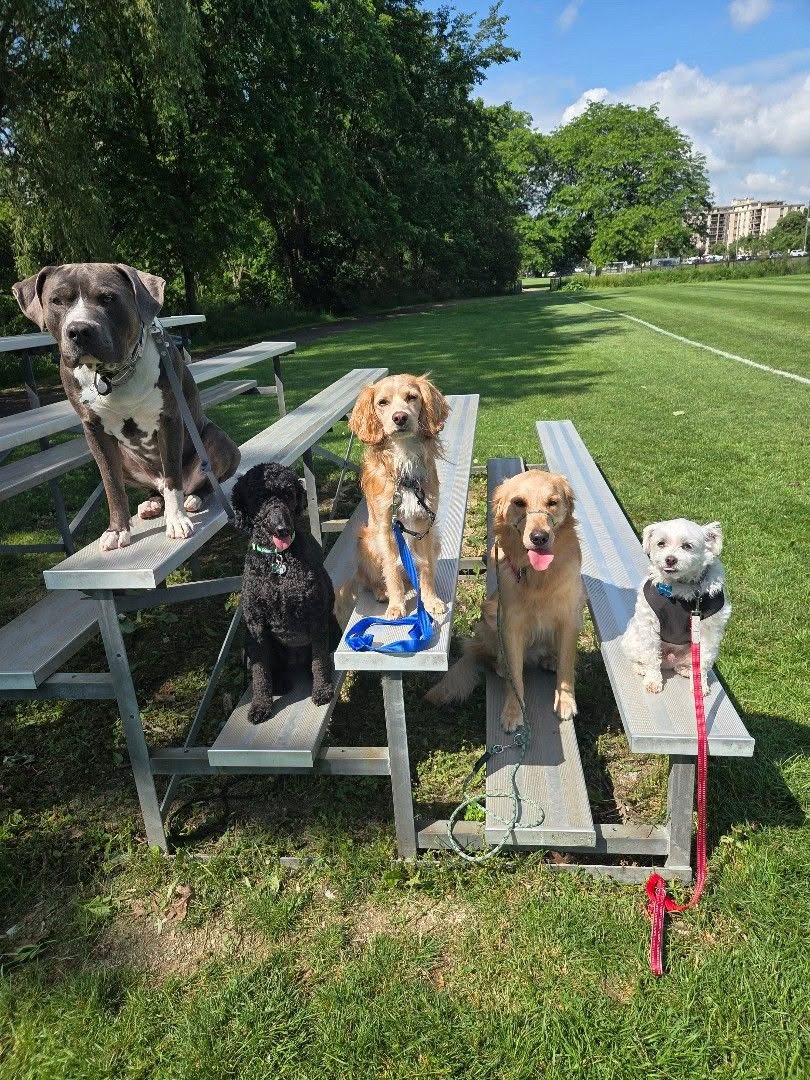 Six dogs sitting on metal bleachers in a park with green grass, trees, and a blue sky with clouds.