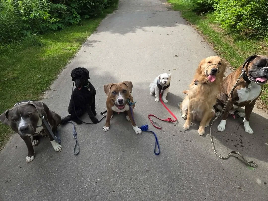 What Actually Happens During a Board and Train (And Is It Right for Your Dog?)
