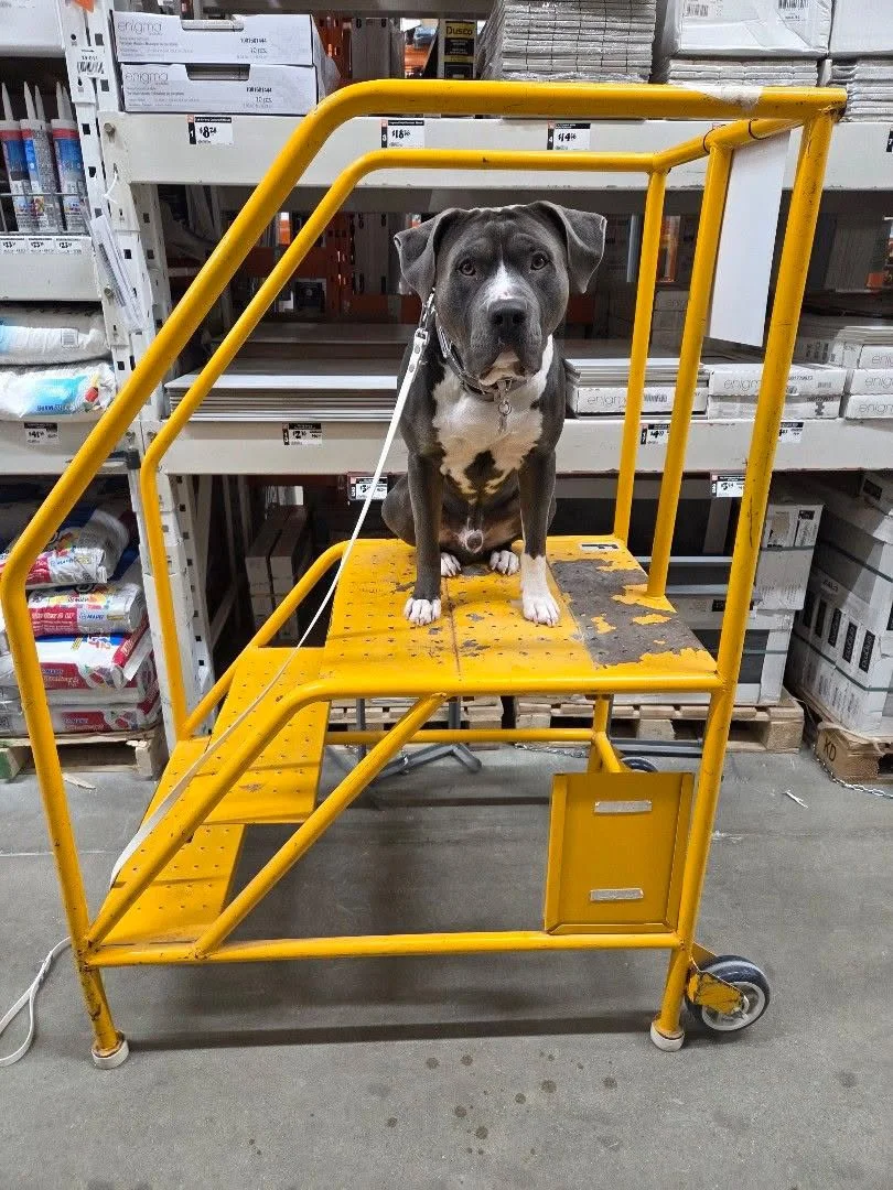 A dog sitting on a yellow rolling platform cart in a store aisle.