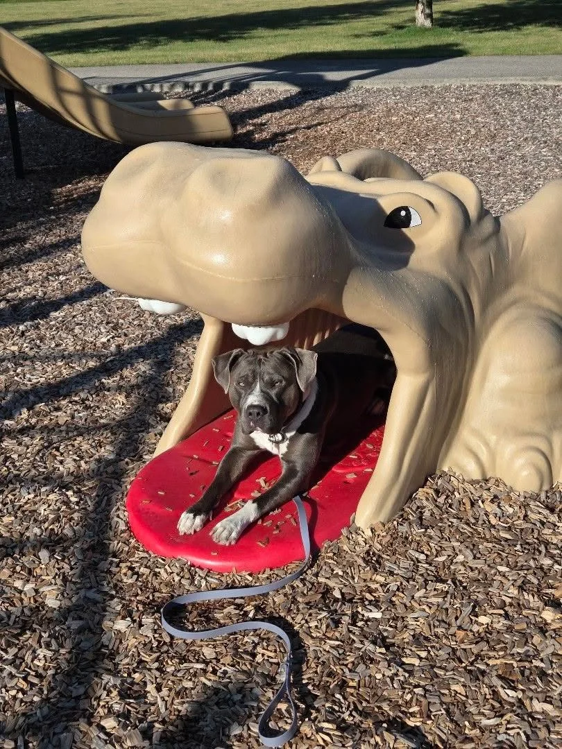 Dog lying inside a crocodile-shaped playground structure with its mouth open, on a red cushion in a park with wood chips and grass.
