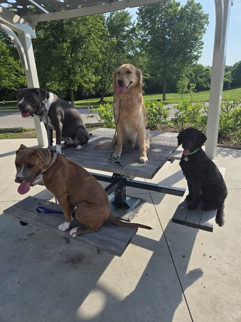 Four dogs sitting on and near a park picnic table under a metal shelter. Trees and a grassy area are in the background, on a sunny day.