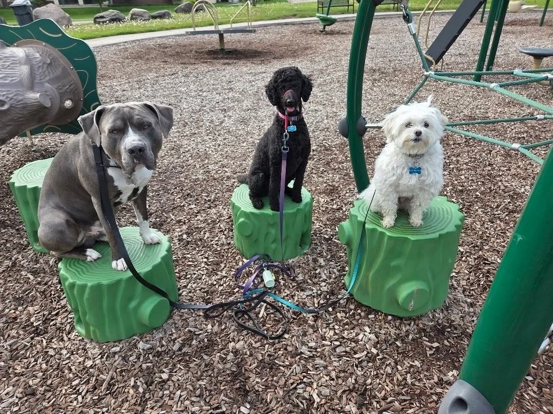Three dogs sitting on green tree stump-shaped benches at a playground, with playground equipment visible in the background.