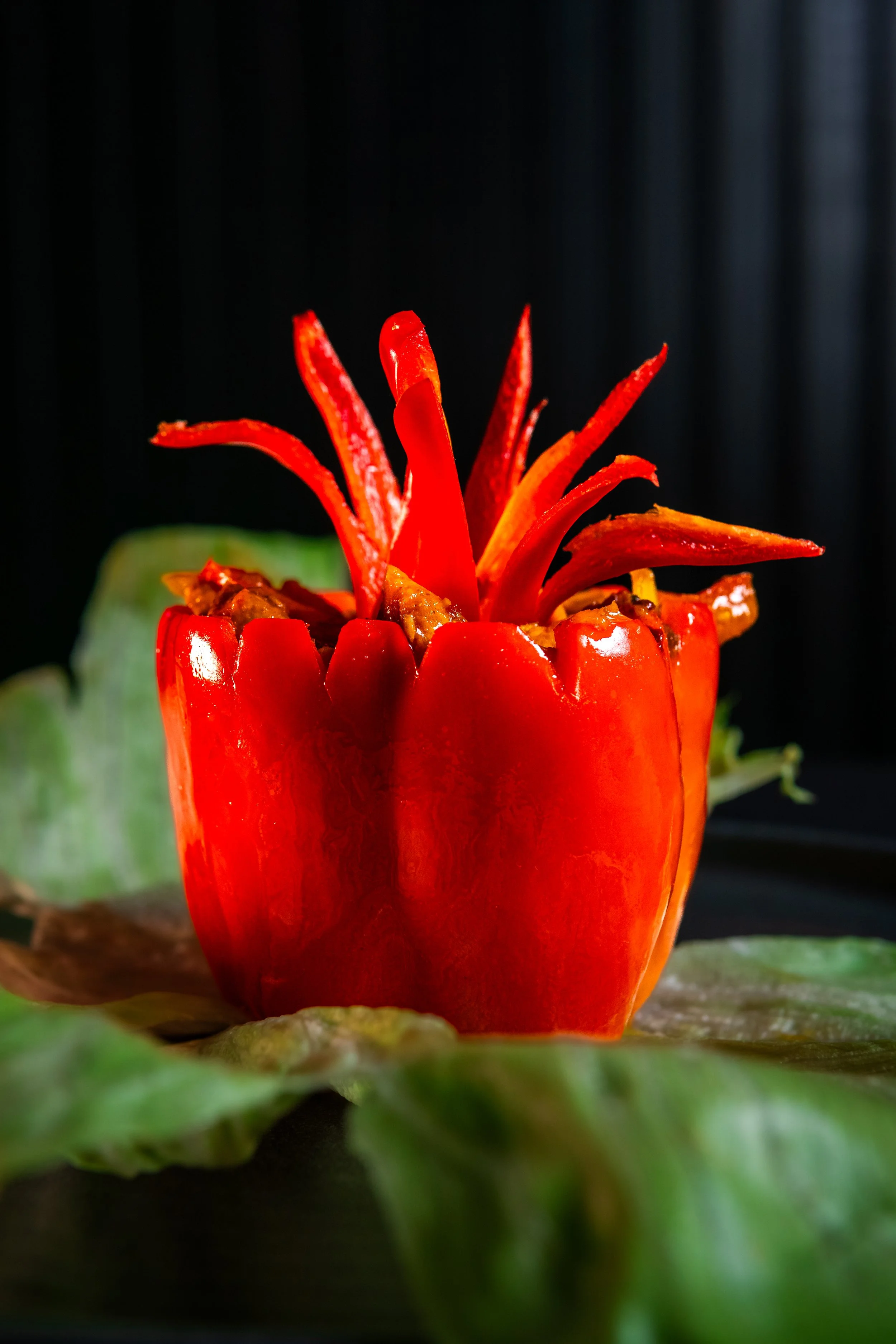 Close-up of a red and orange flower with multiple pointed petals, backlit against a dark background, sitting on a green leaf.