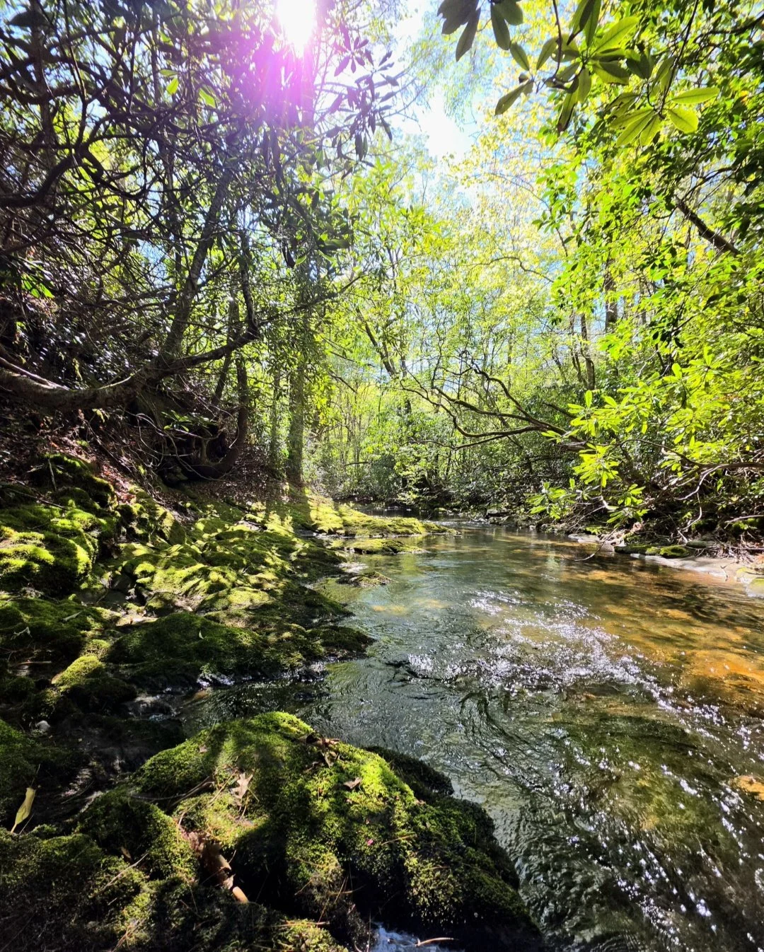 Sunlight filters through green trees over a small moss-covered stream in a dense forest.