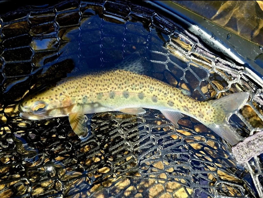 A rainbow trout