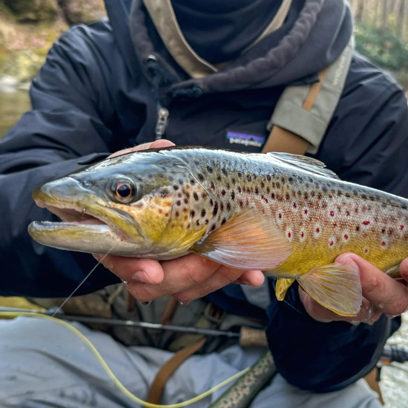 Person holding a freshly caught colorful fish with spots, likely a trout, outdoors near a river or lake.