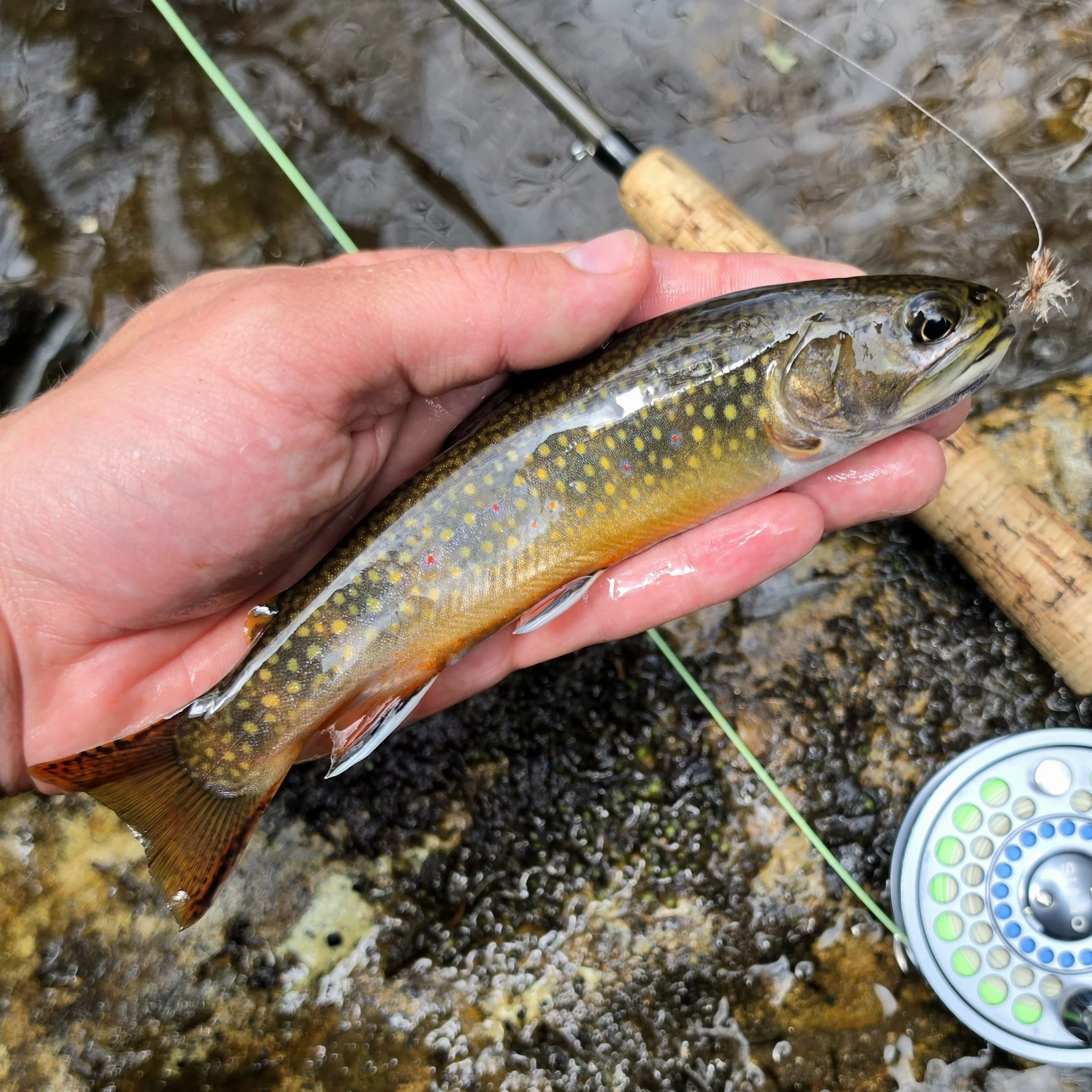 Brook trout in western north carolina