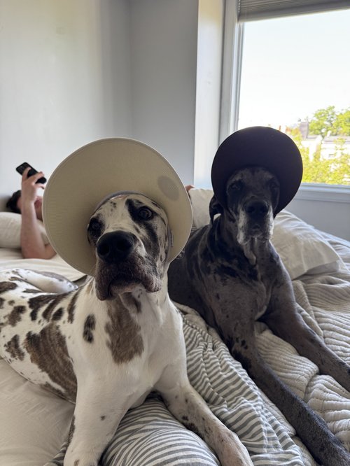 Great Danes