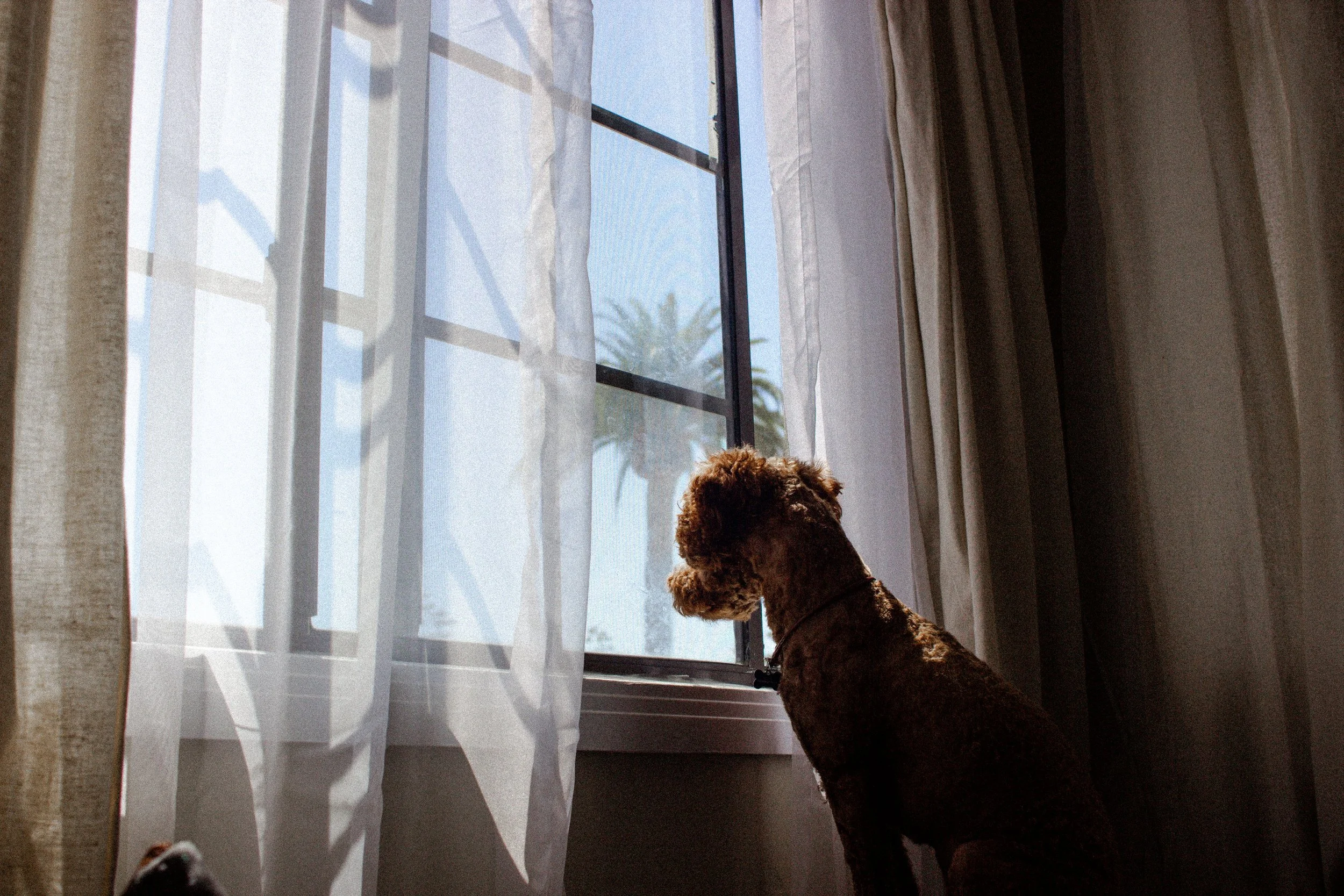 A dog sitting by a window, looking outside on a sunny day, with sheer curtains and reflections visible in the glass.