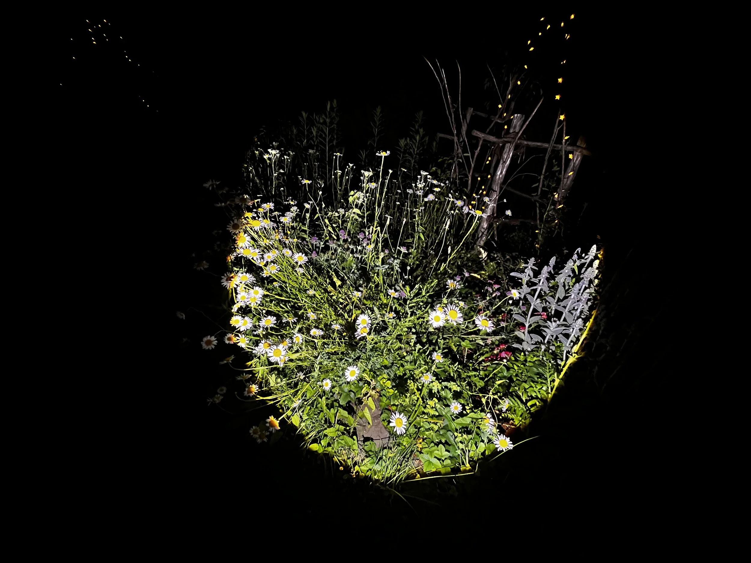 Nighttime outdoor scene with a flower bed illuminated, featuring daisies and other small flowers, with a wooden structure and glowing string lights in the background.