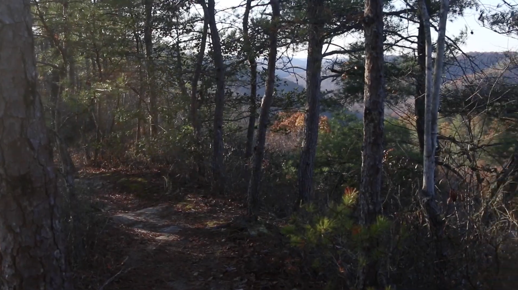 A forest scene with trees, some of which have red and orange leaves, and a dirt path in the foreground. In the background, mountains are visible through the trees.