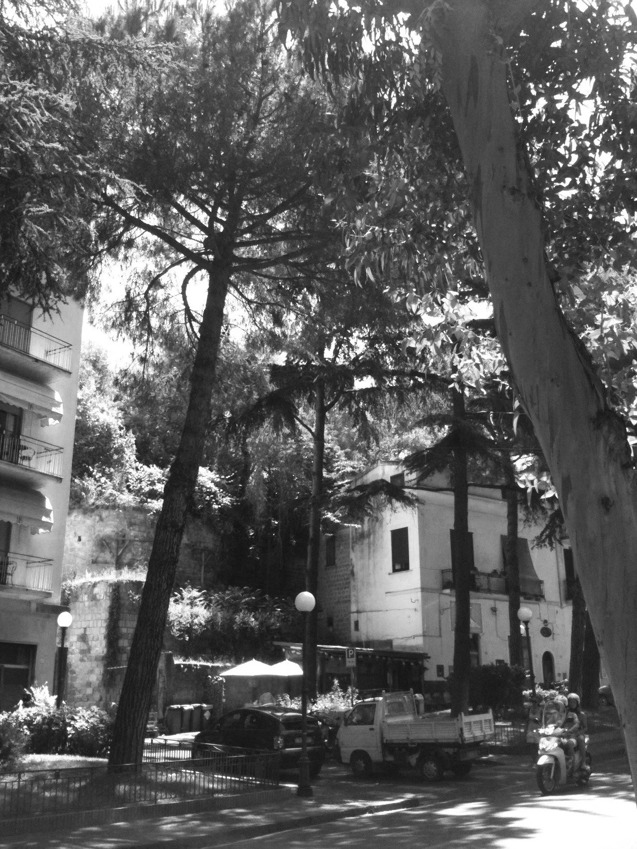 Rome, Italy street scene with tall trees, parked vehicles, and multi-story buildings in black and white.